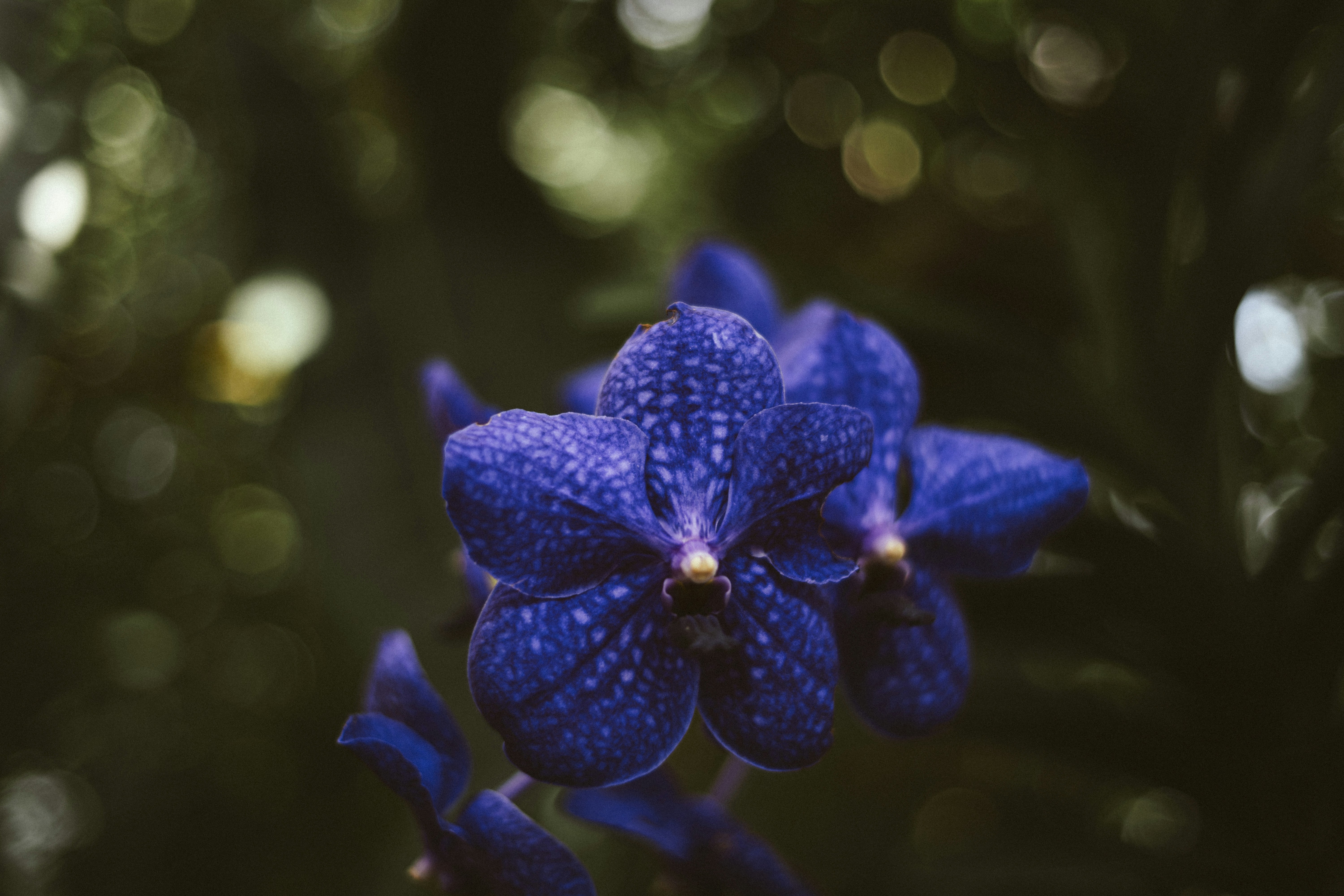 Photo by allexander_h