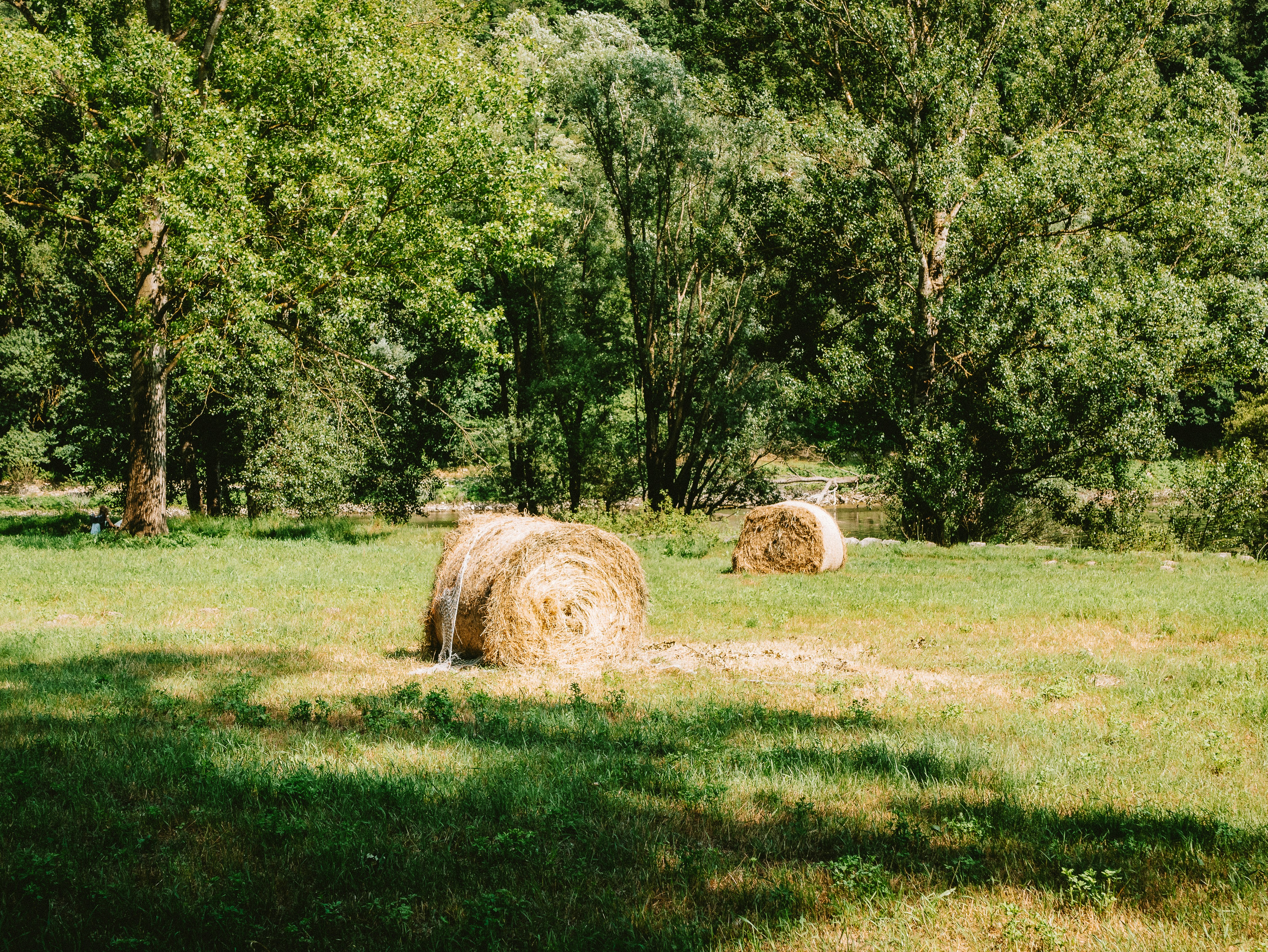 Hay bales rest in a green field near trees.