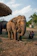 An elephant eats grass while people watch.