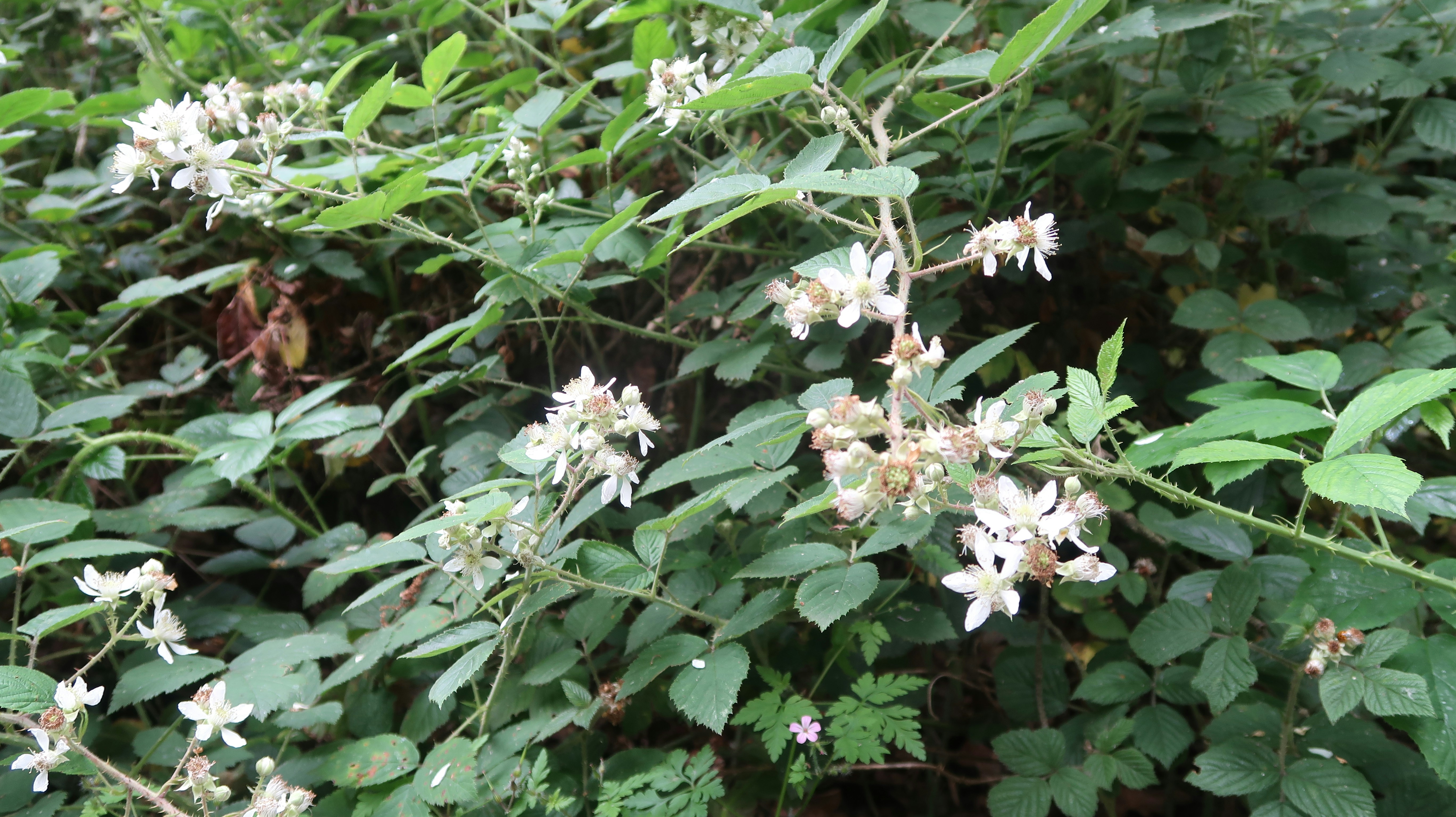 Photo by tanyabarrow