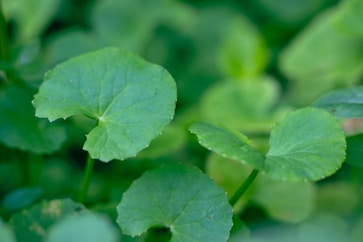 Green plants with round, scalloped-edge leaves.
