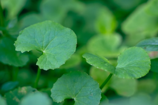 Green plants with round, scalloped-edge leaves.