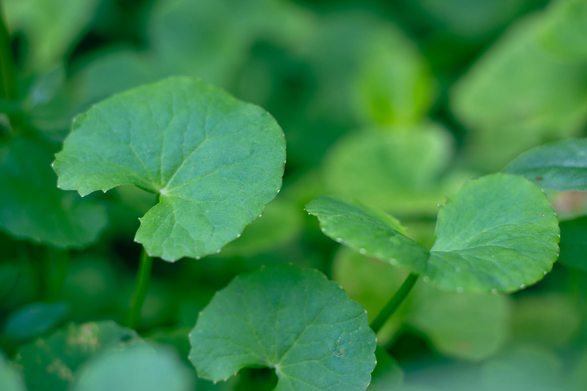 Green plants with round, scalloped-edge leaves.