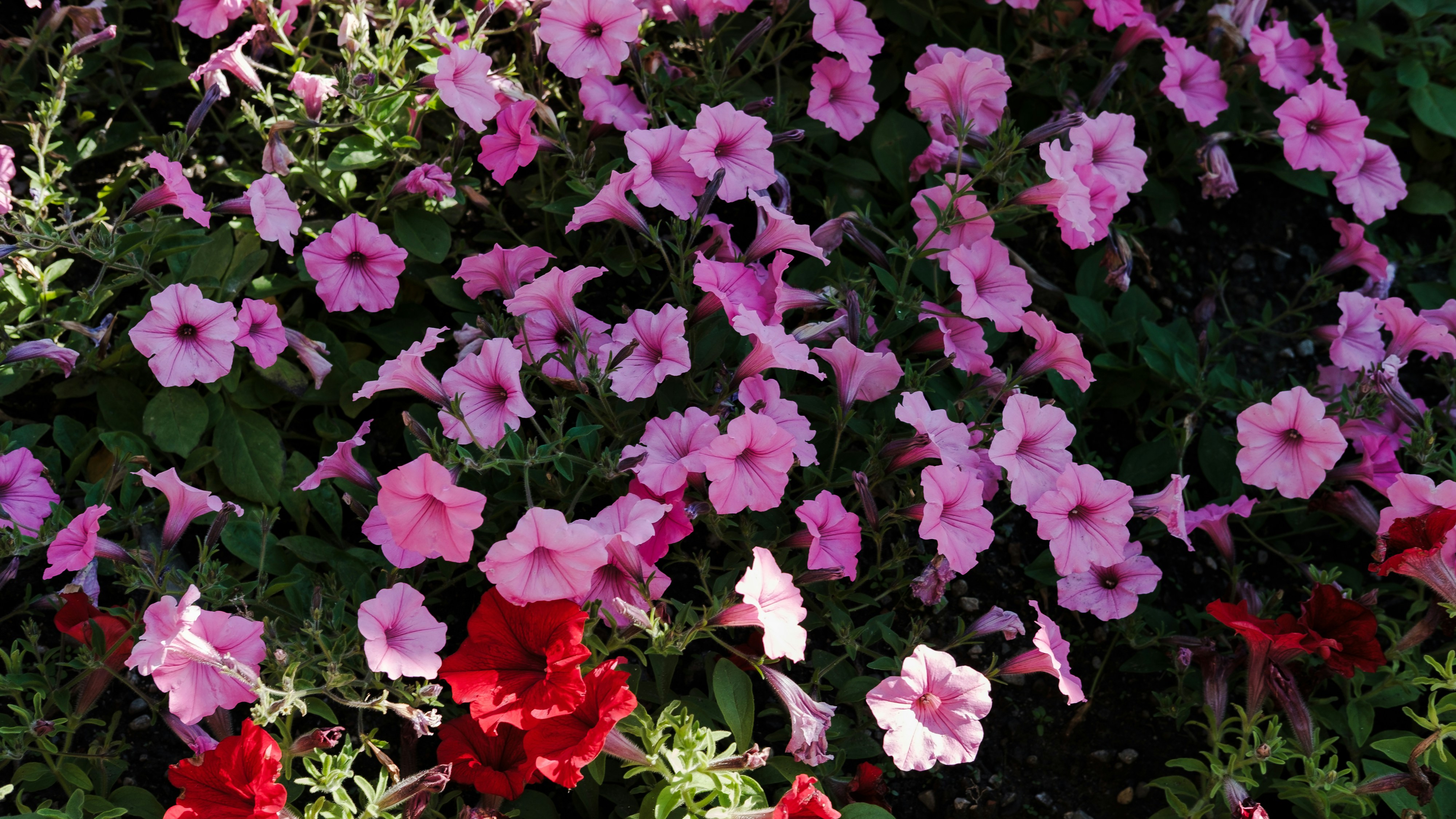 Beautiful pink and red petunia flowers bloom.