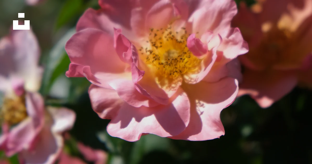 Orange Roses On Riverside Pink and orange roses bloom beautifully in the sun - Free Photo on Unsplash