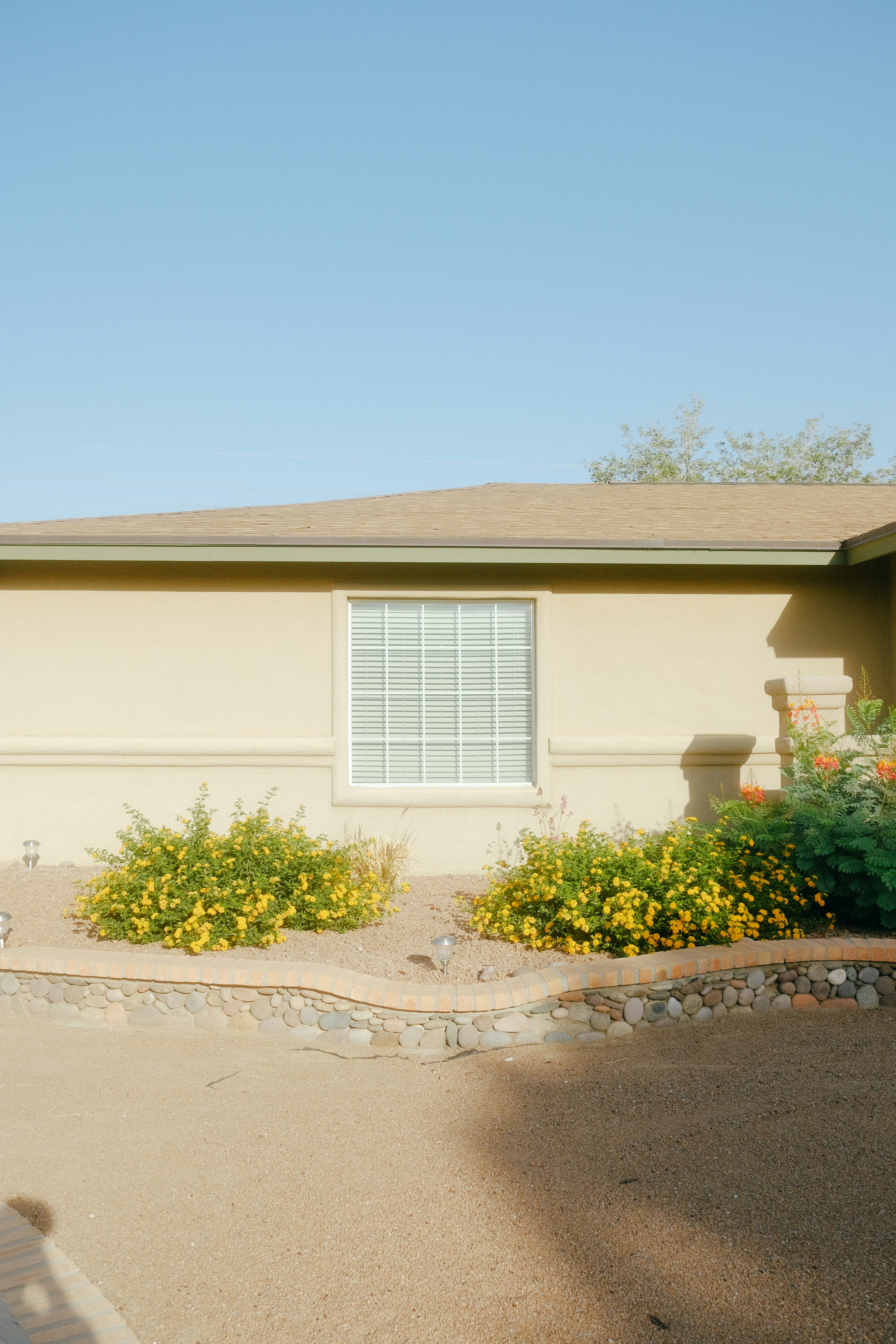 A house with shrubs and a window.