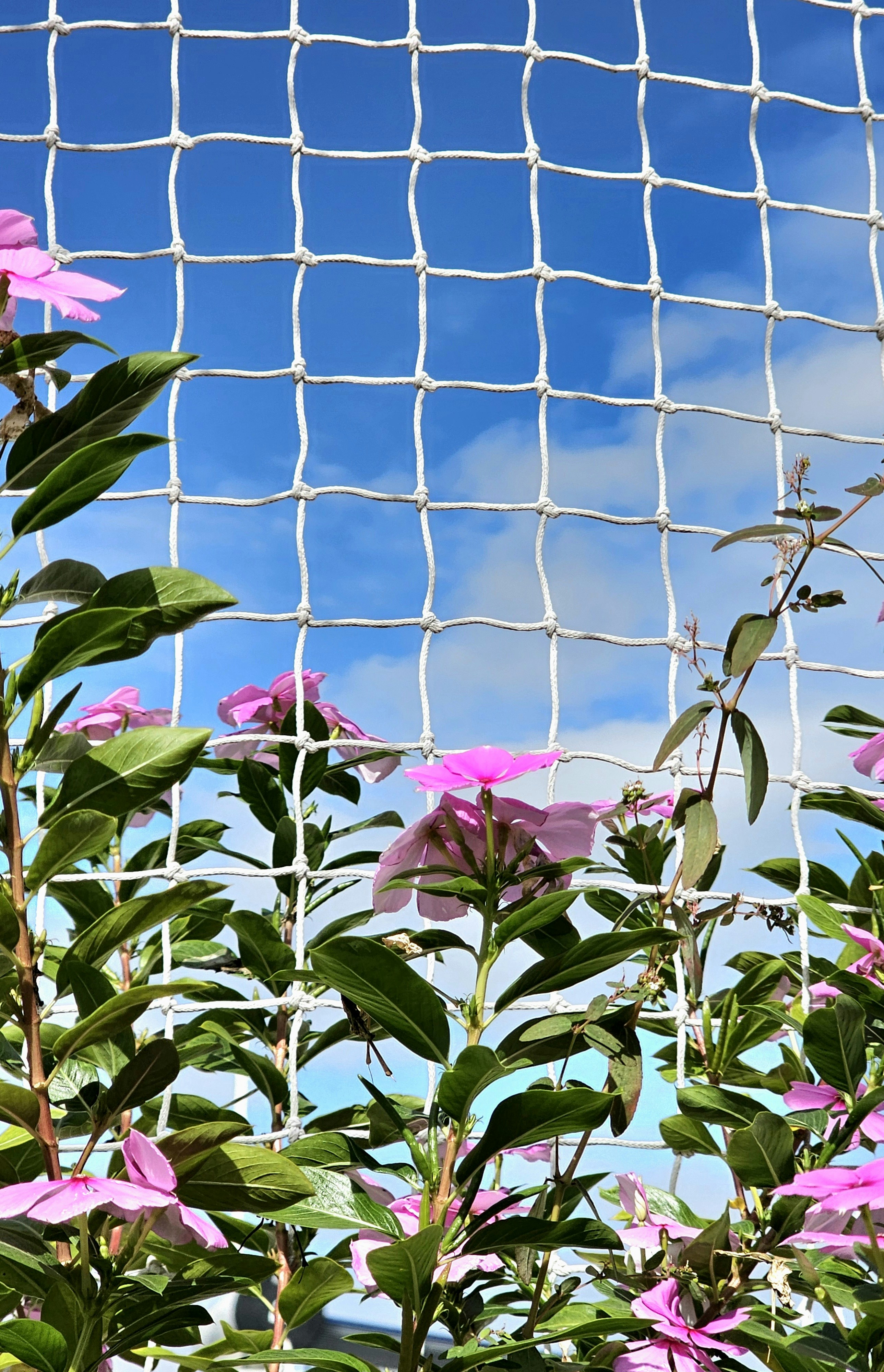Pink flowers and netting against a blue sky.