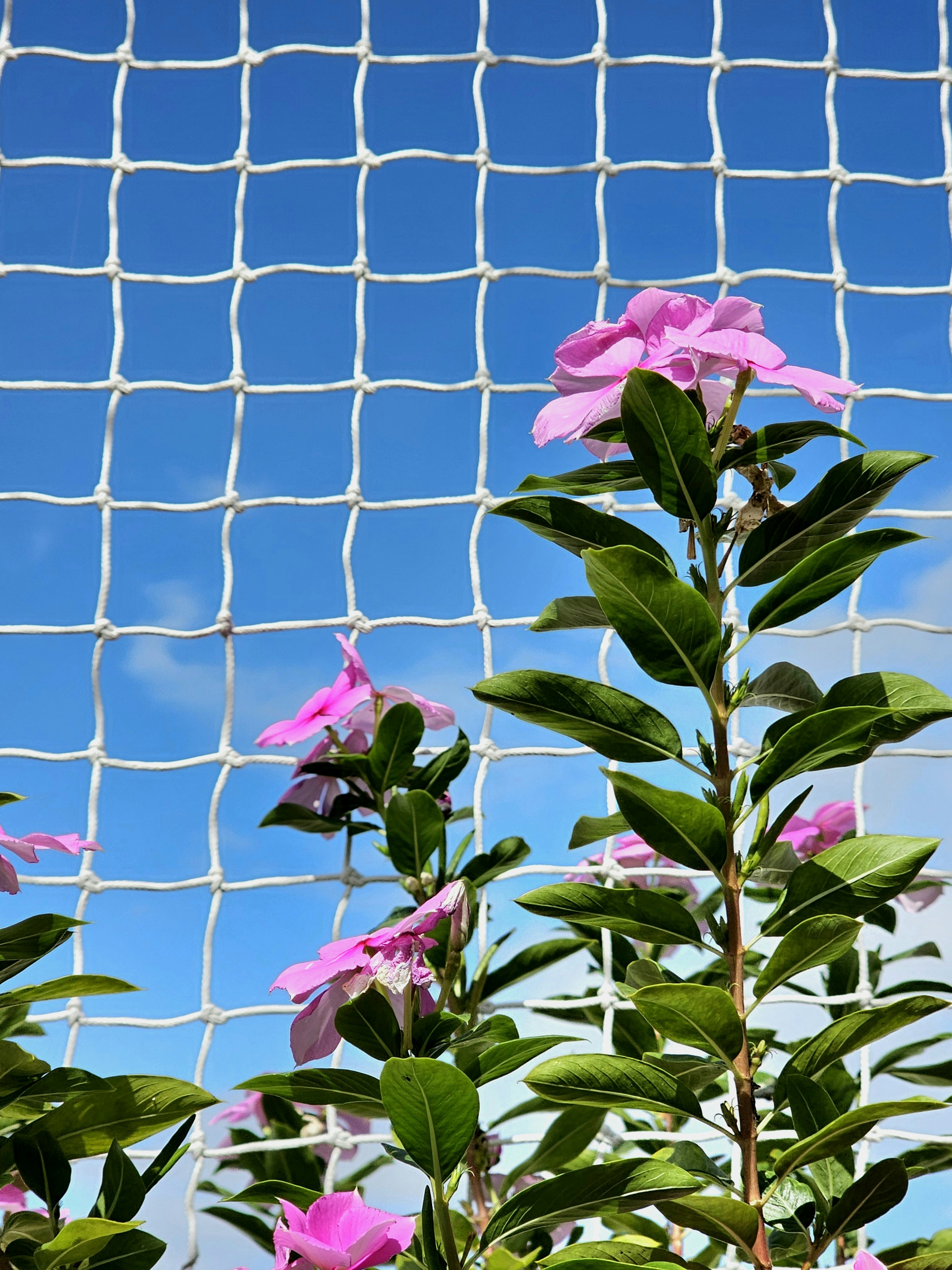 Pink flowers bloom behind a white net.
