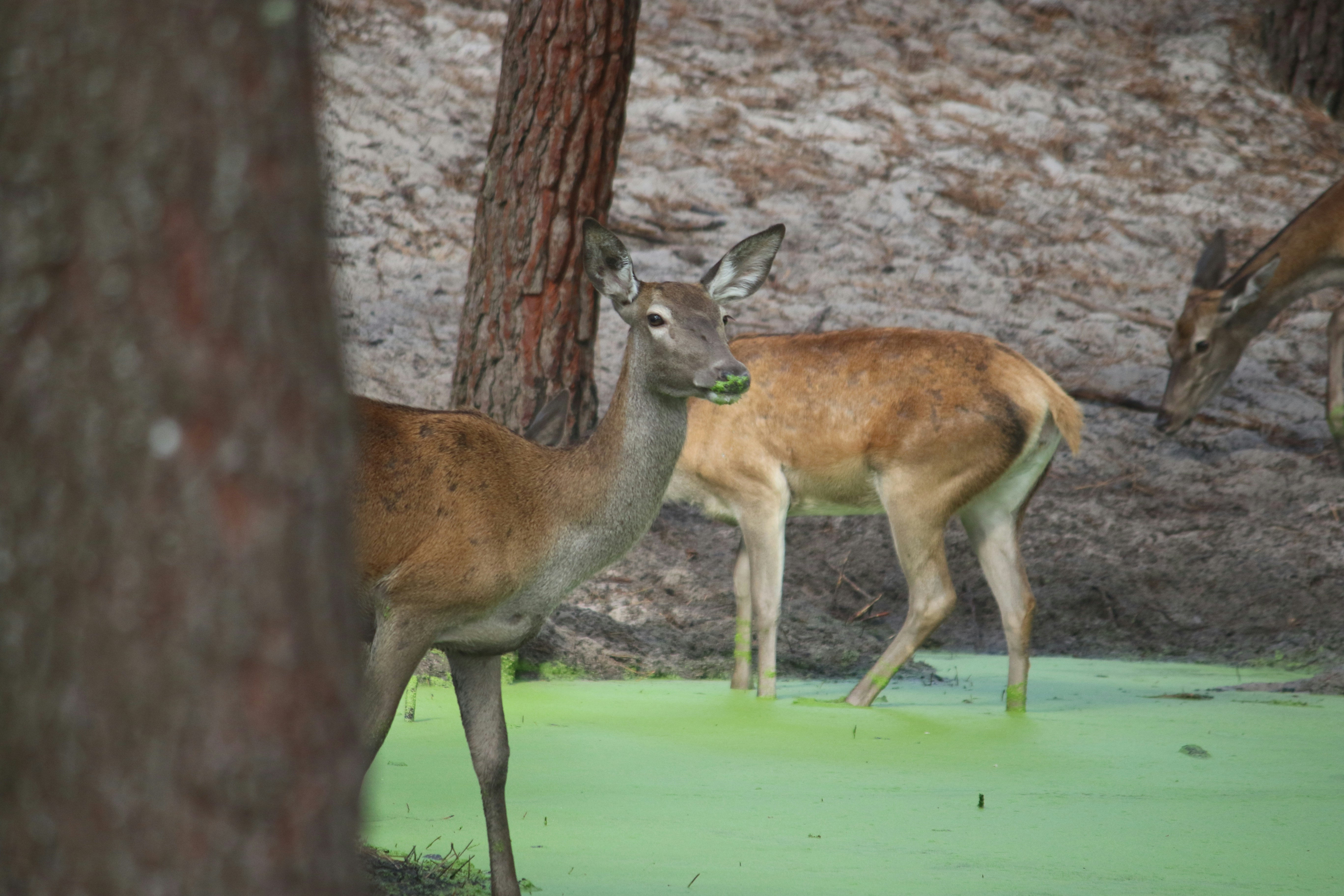 Photo by andreiacunha