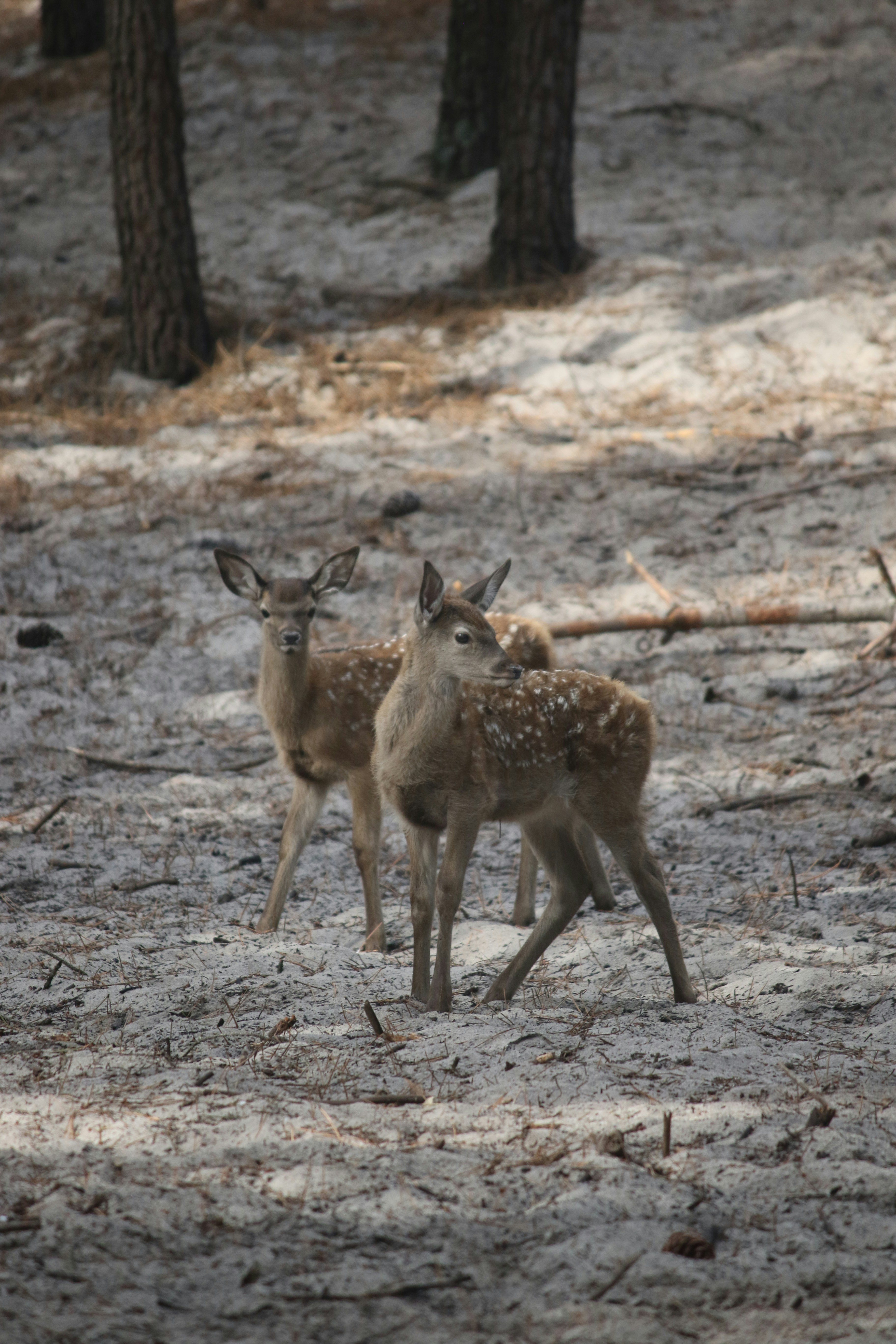 Photo by andreiacunha