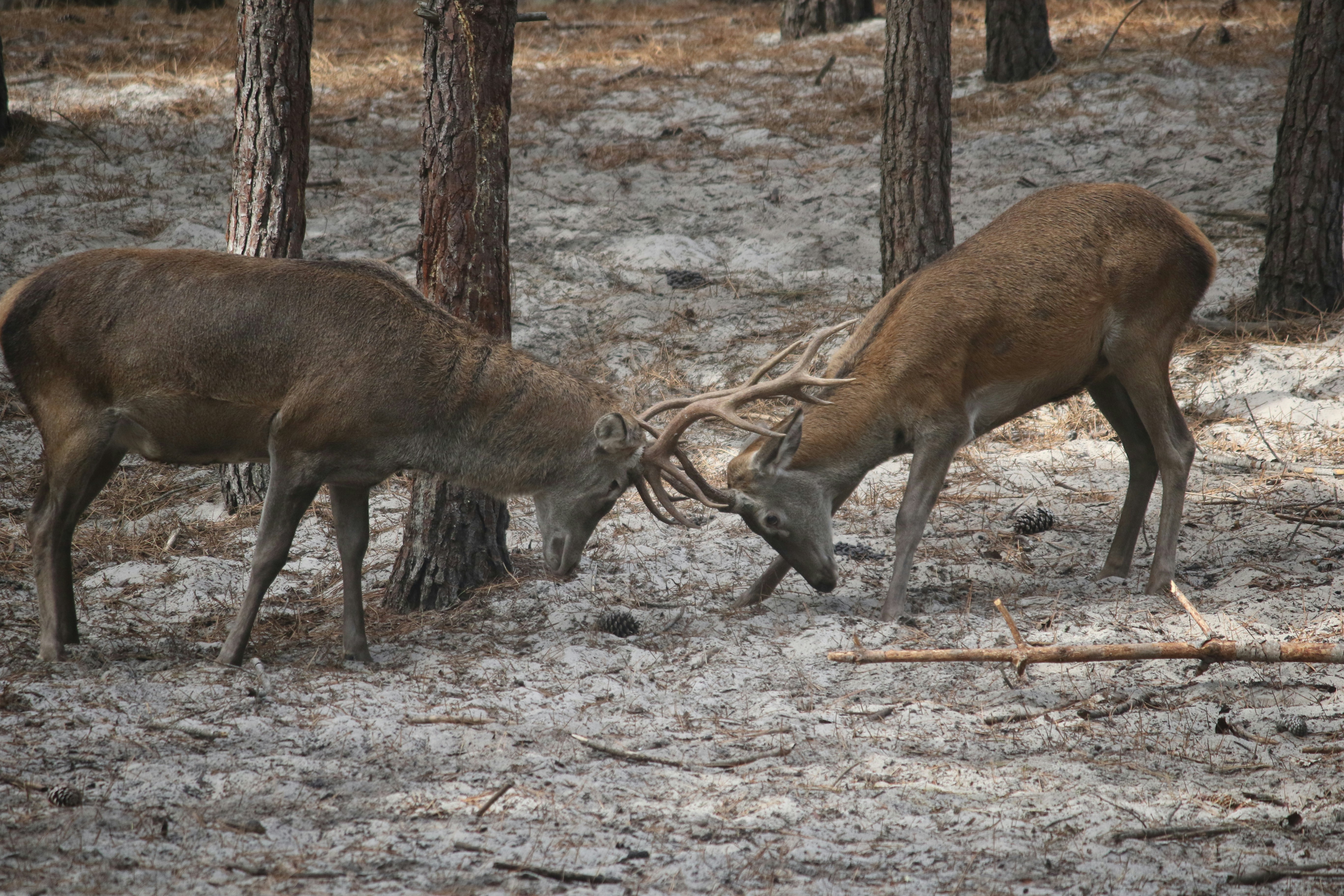 Photo by andreiacunha