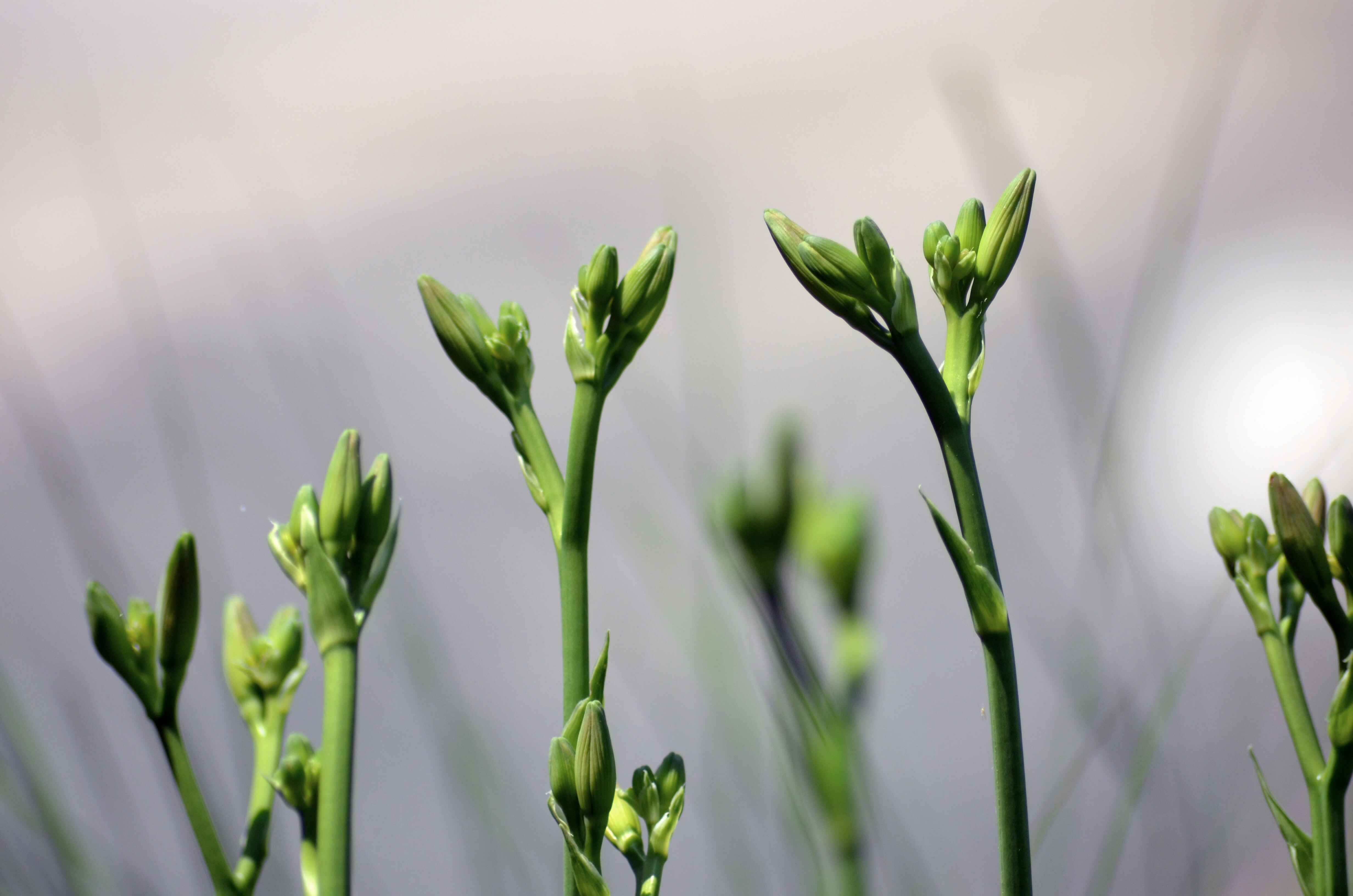 Photo by iamrifathus