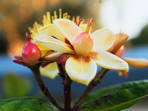 Hypericum com bagas vermelhas decorativas