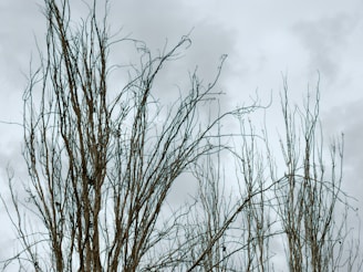 Bare trees reach towards a cloudy sky.