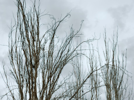 Bare trees reach towards a cloudy sky.