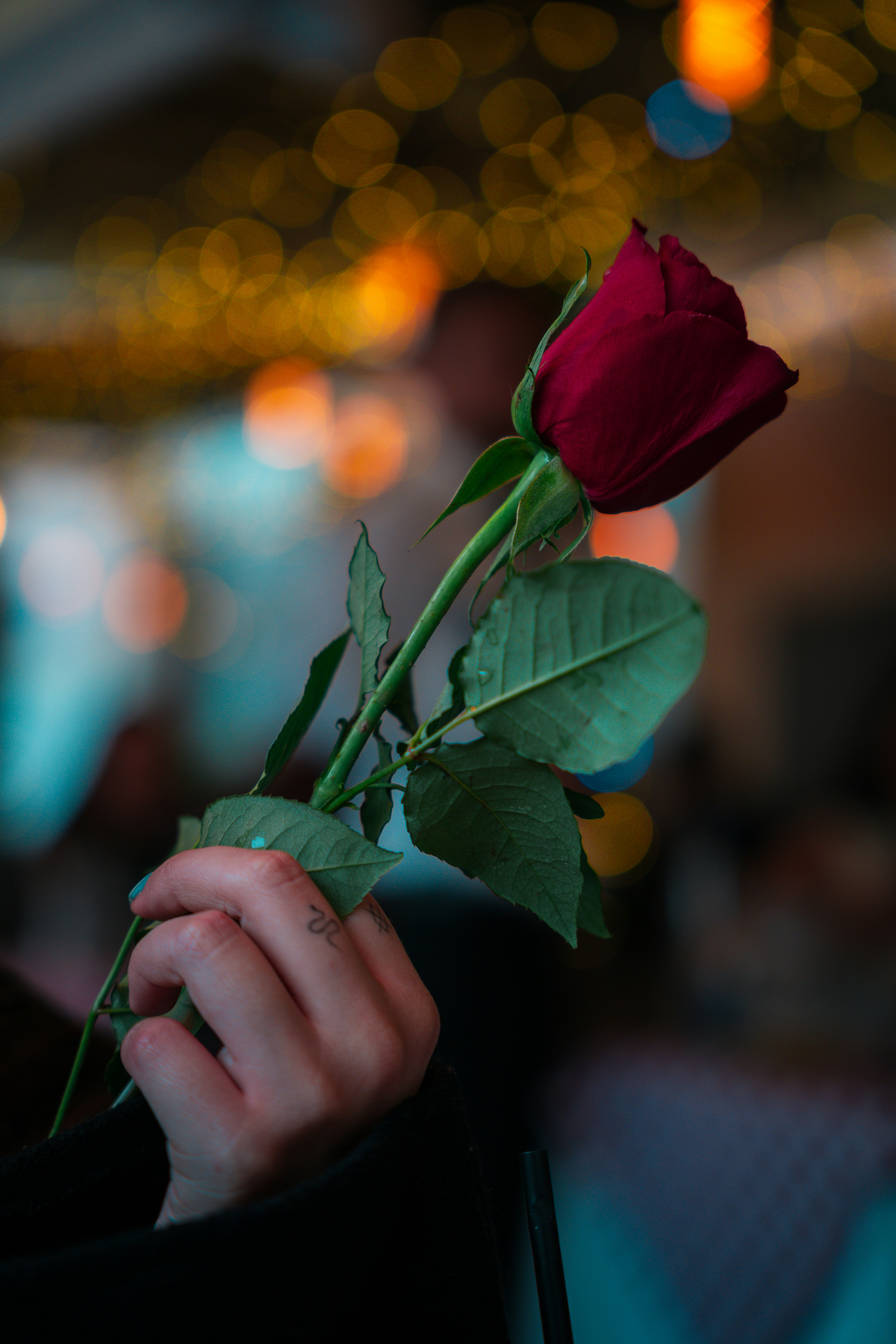 Una rosa roja se sostiene en una mano.