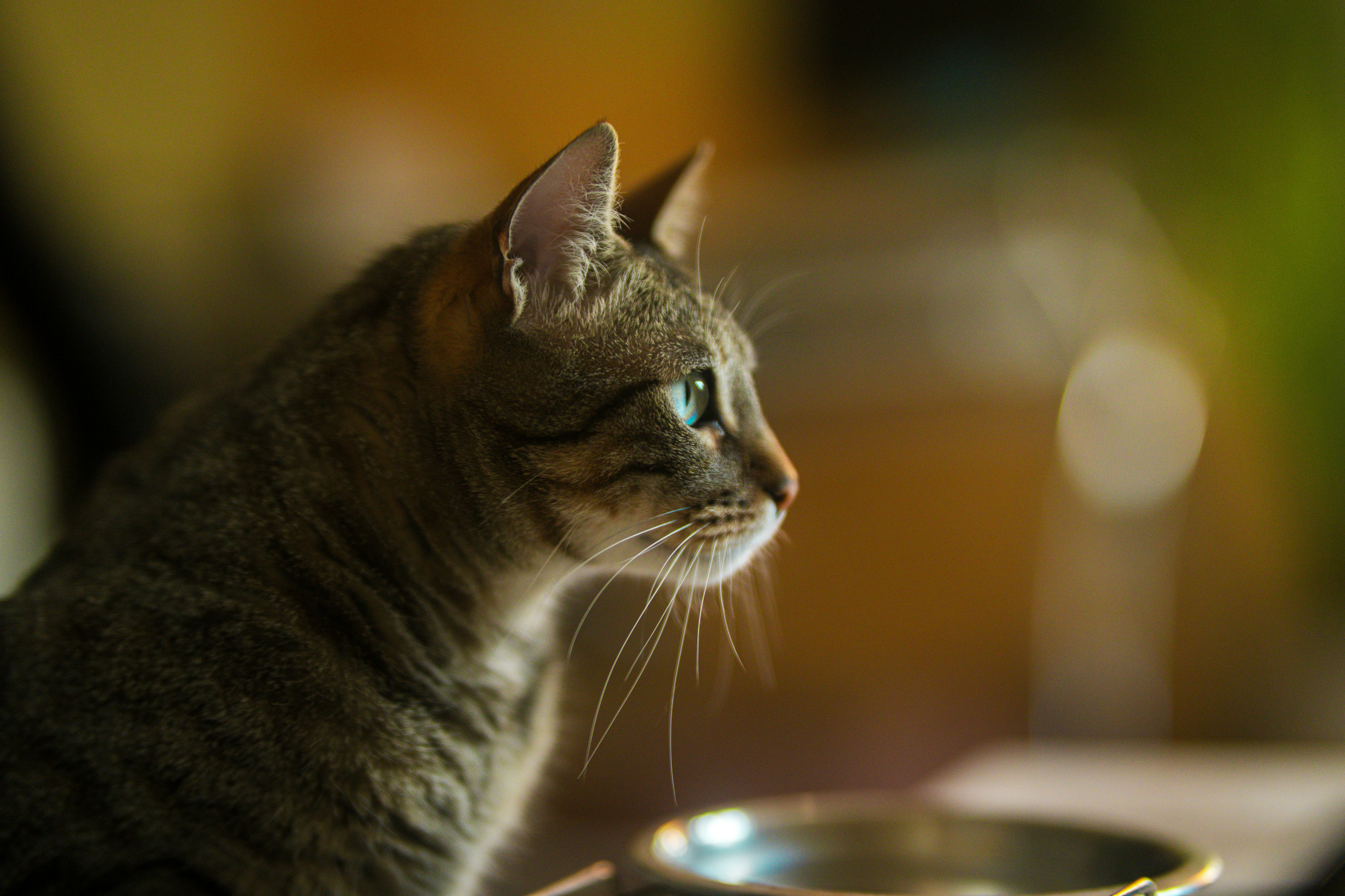 Un gato mira fijamente a lo lejos.