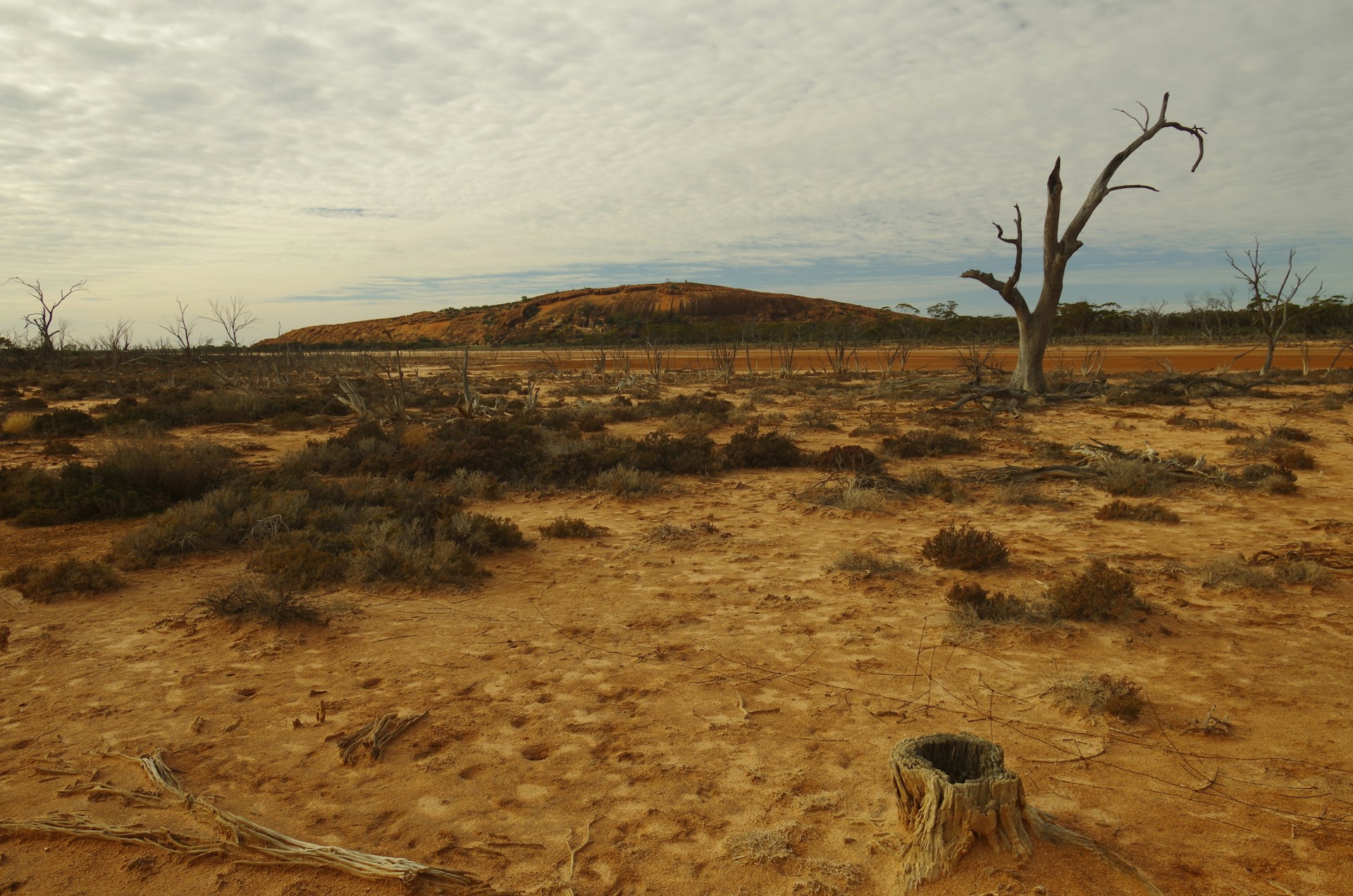 Barren landscape with dead trees under a cloudy sky.