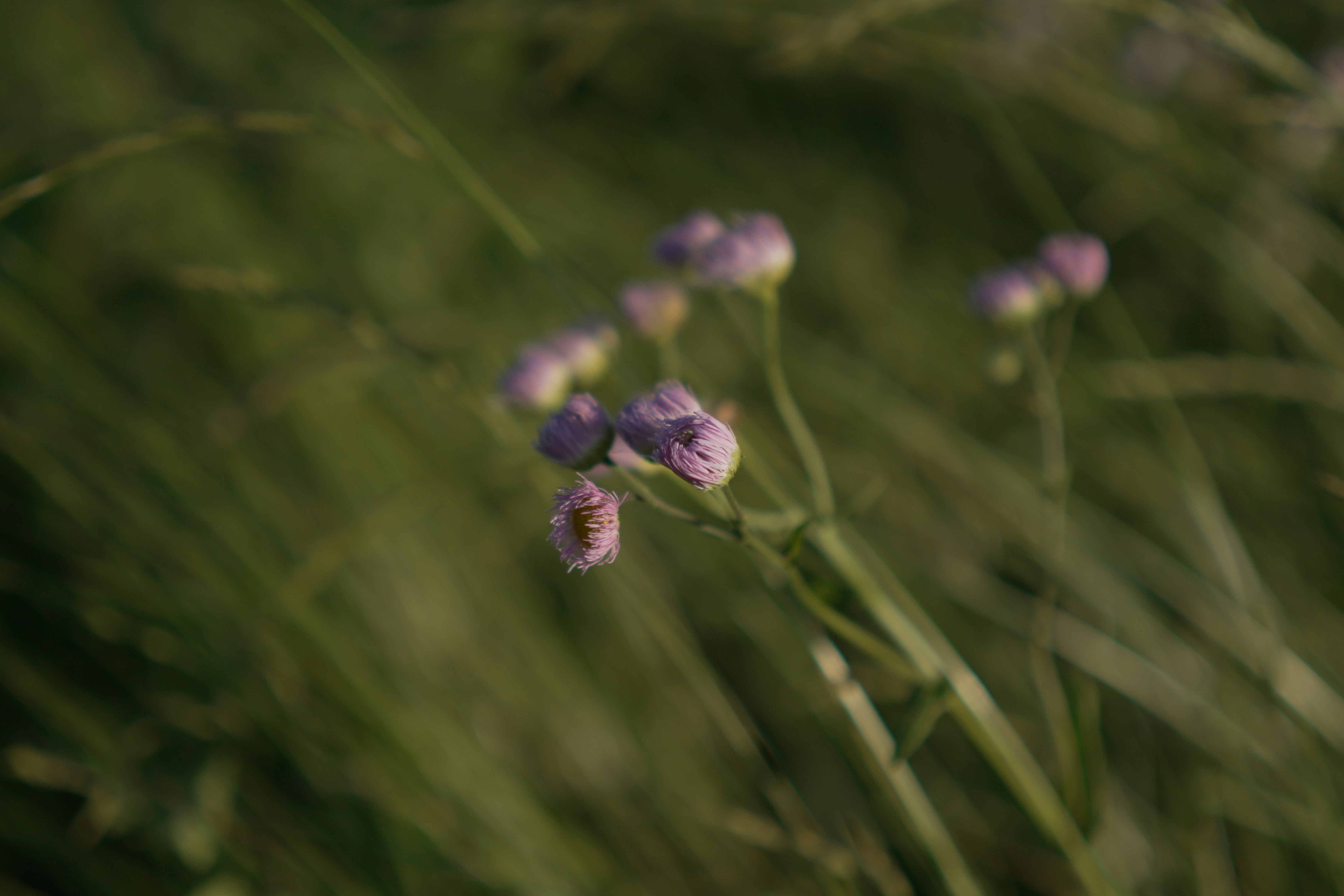 Purple wildflowers bloom amongst green grass.