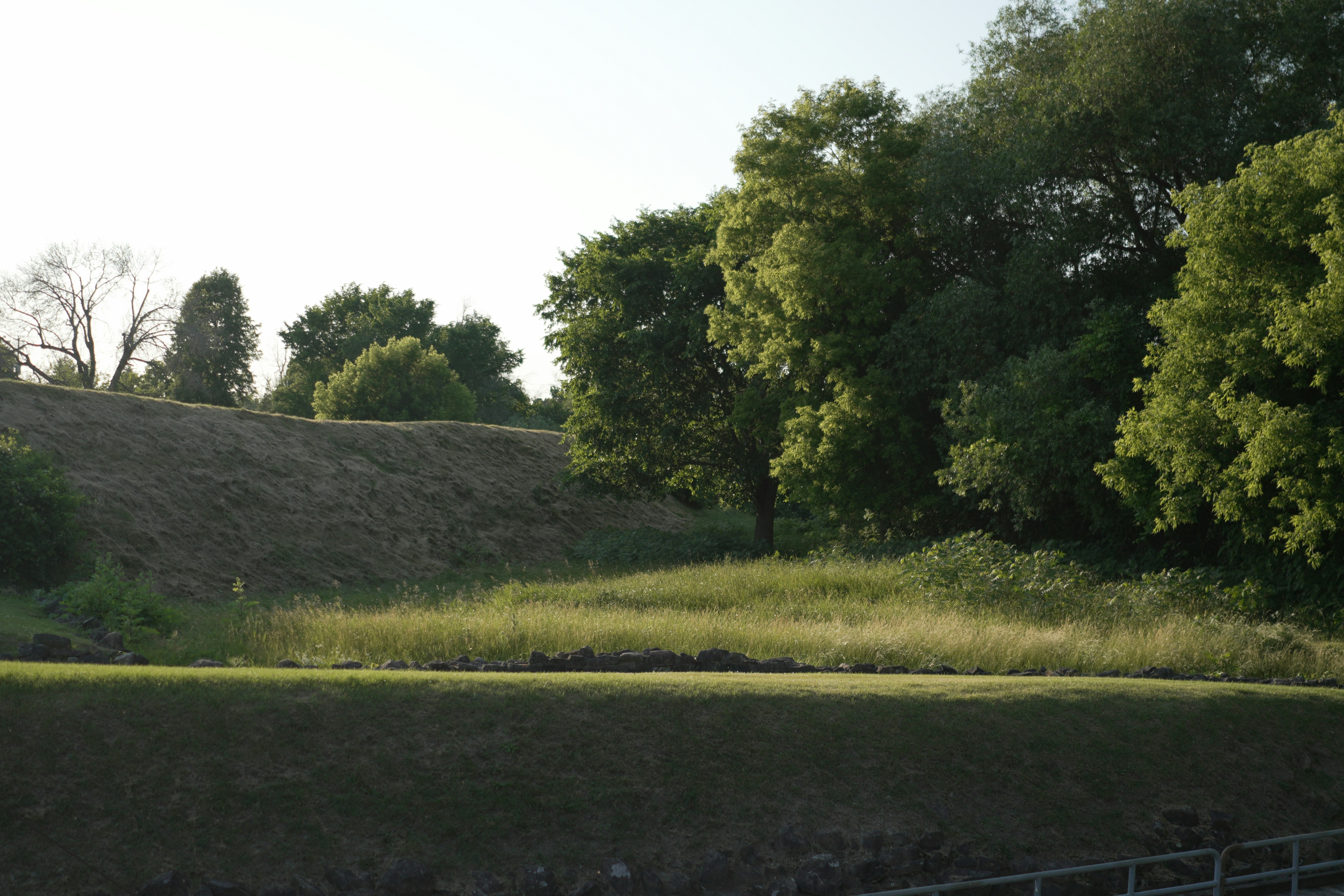 A sunny landscape with trees and grass.