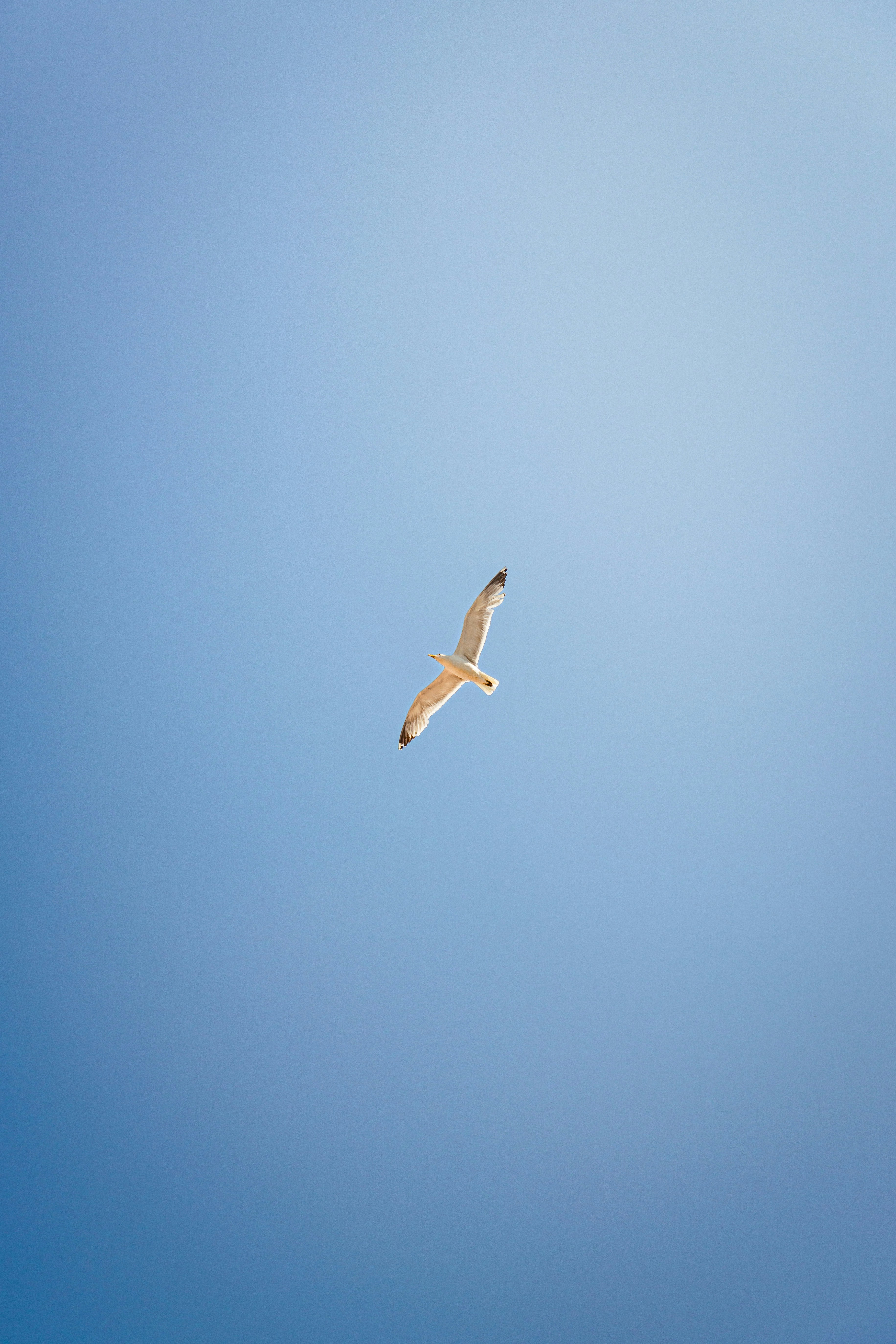 Photo by eliamassignan