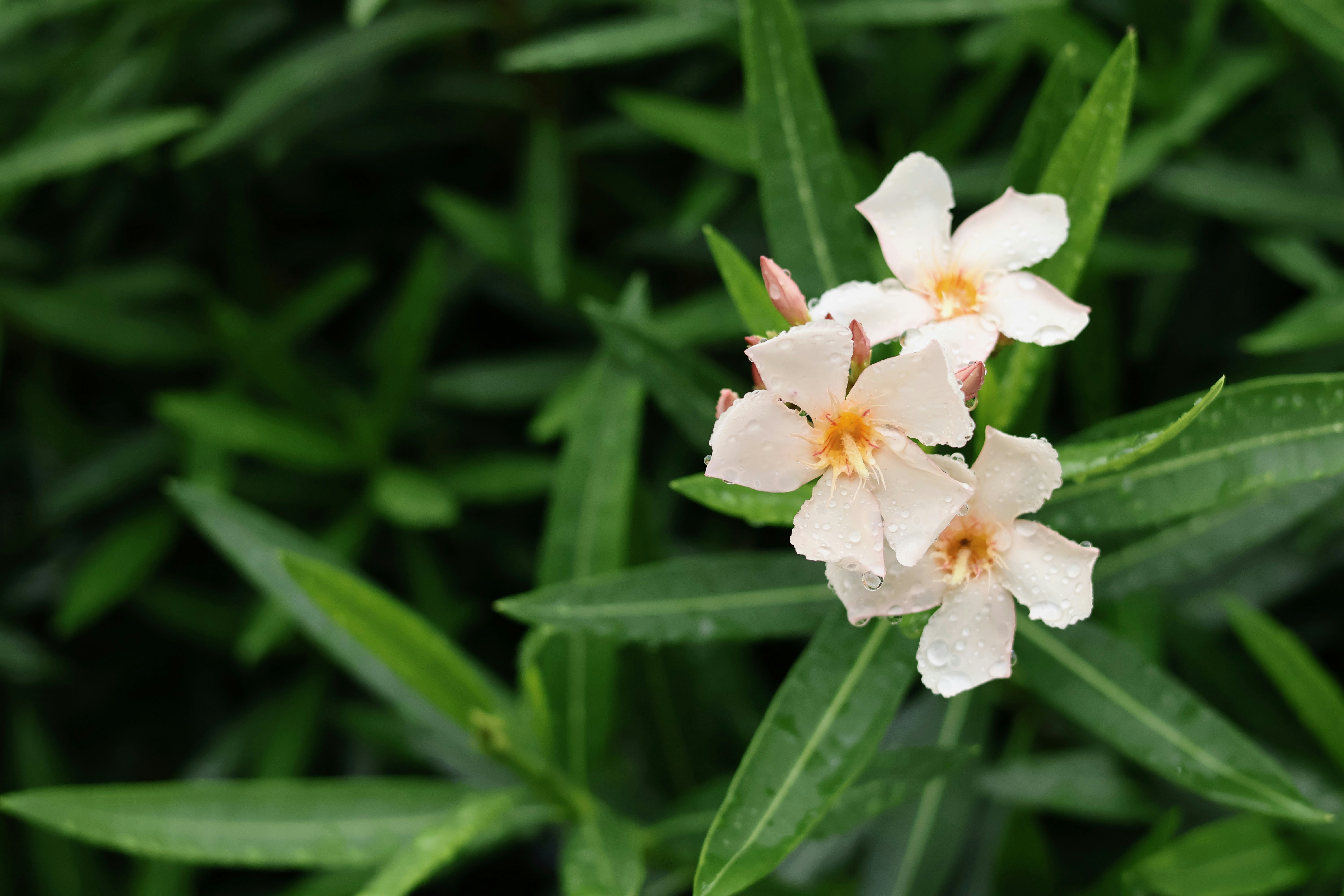 I fiori bianchi sbocciano tra foglie verdi lussureggianti.