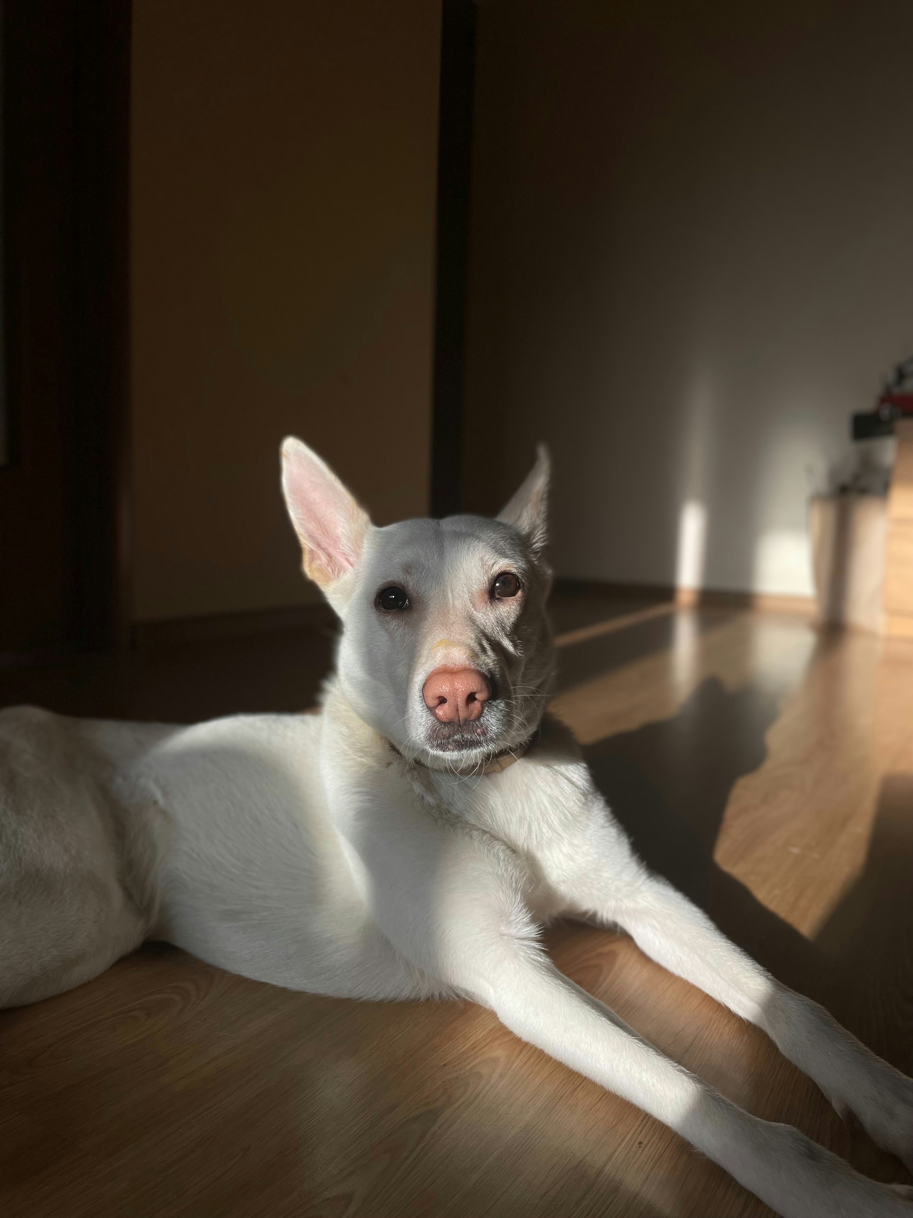 Un perro blanco disfruta de la luz del sol.