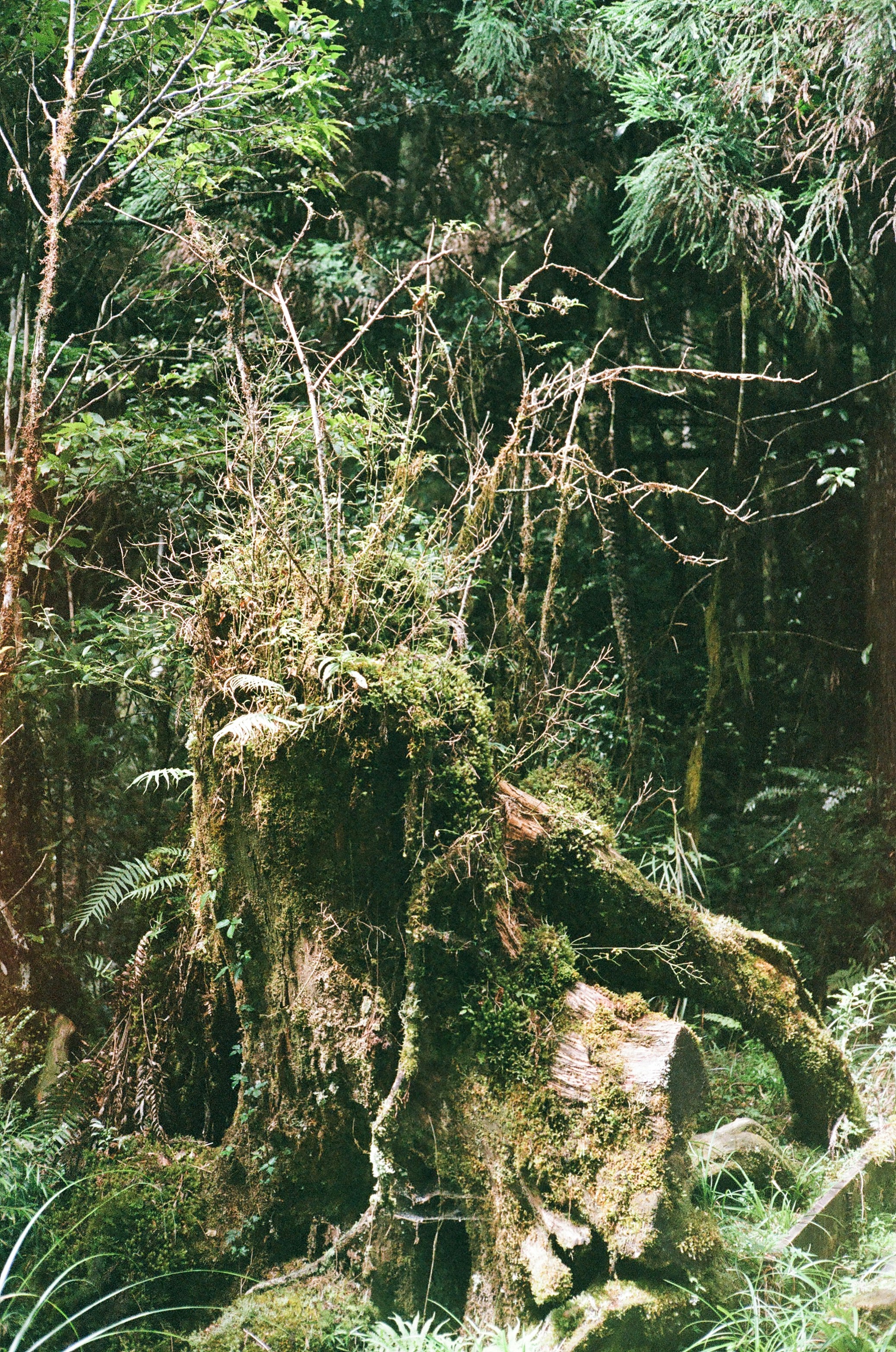 Old tree stump in a lush, green forest.