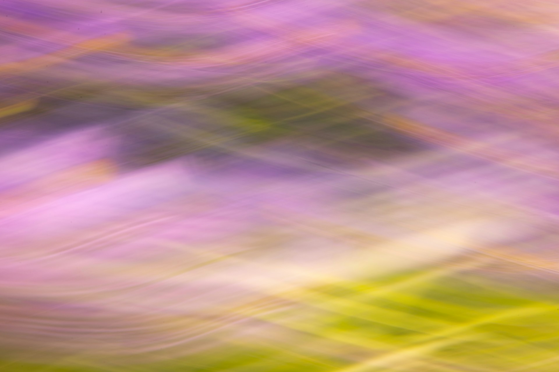 Abstract purple and yellow colors create a soft, blurred image.