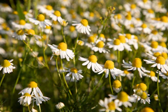 Chamomile flowers bloom in a lush meadow.