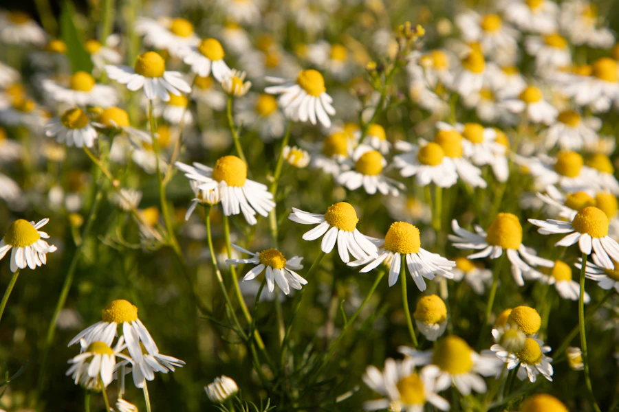 White chamomile flowers with yellow centres