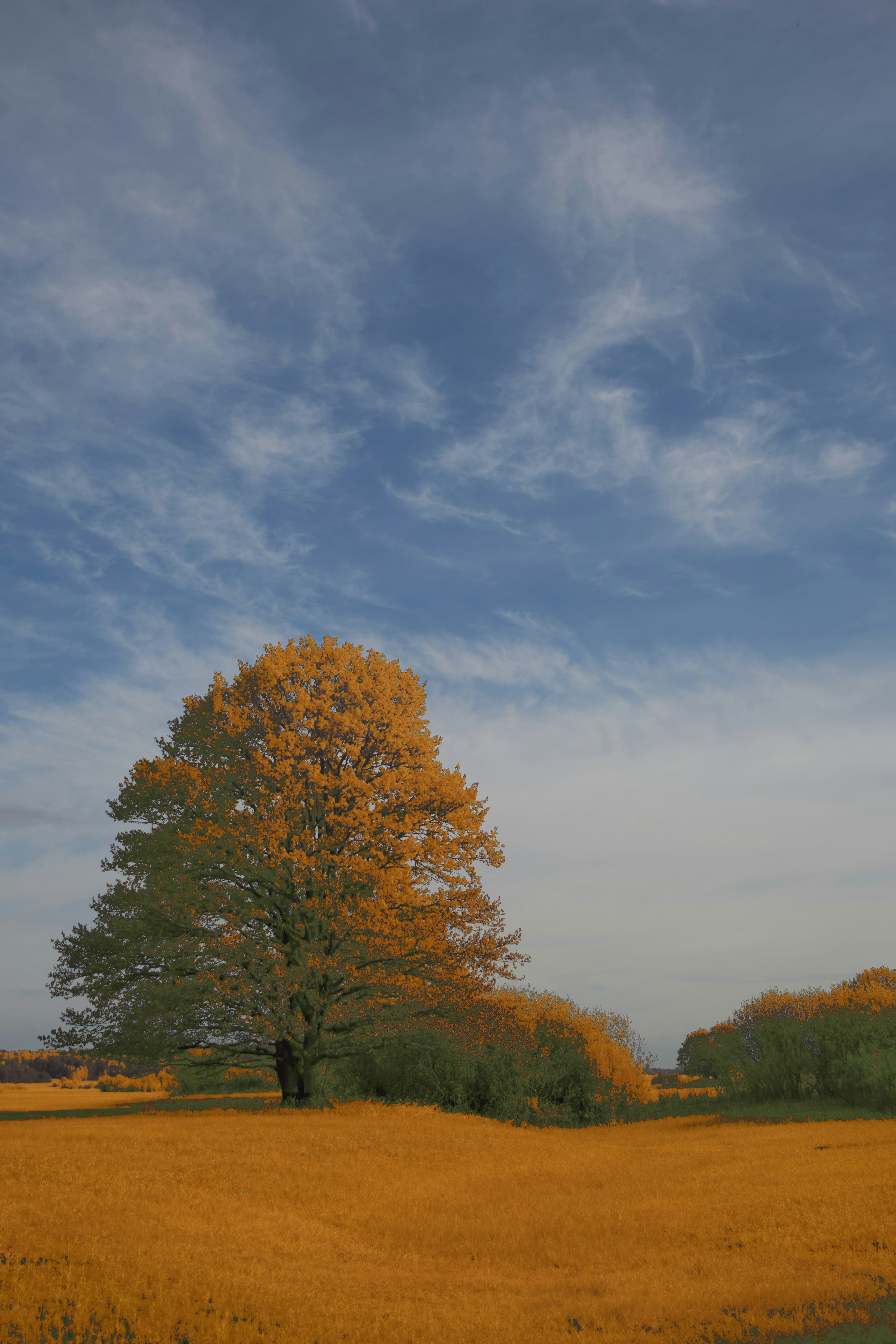 Photo by wolfgang_hasselmann