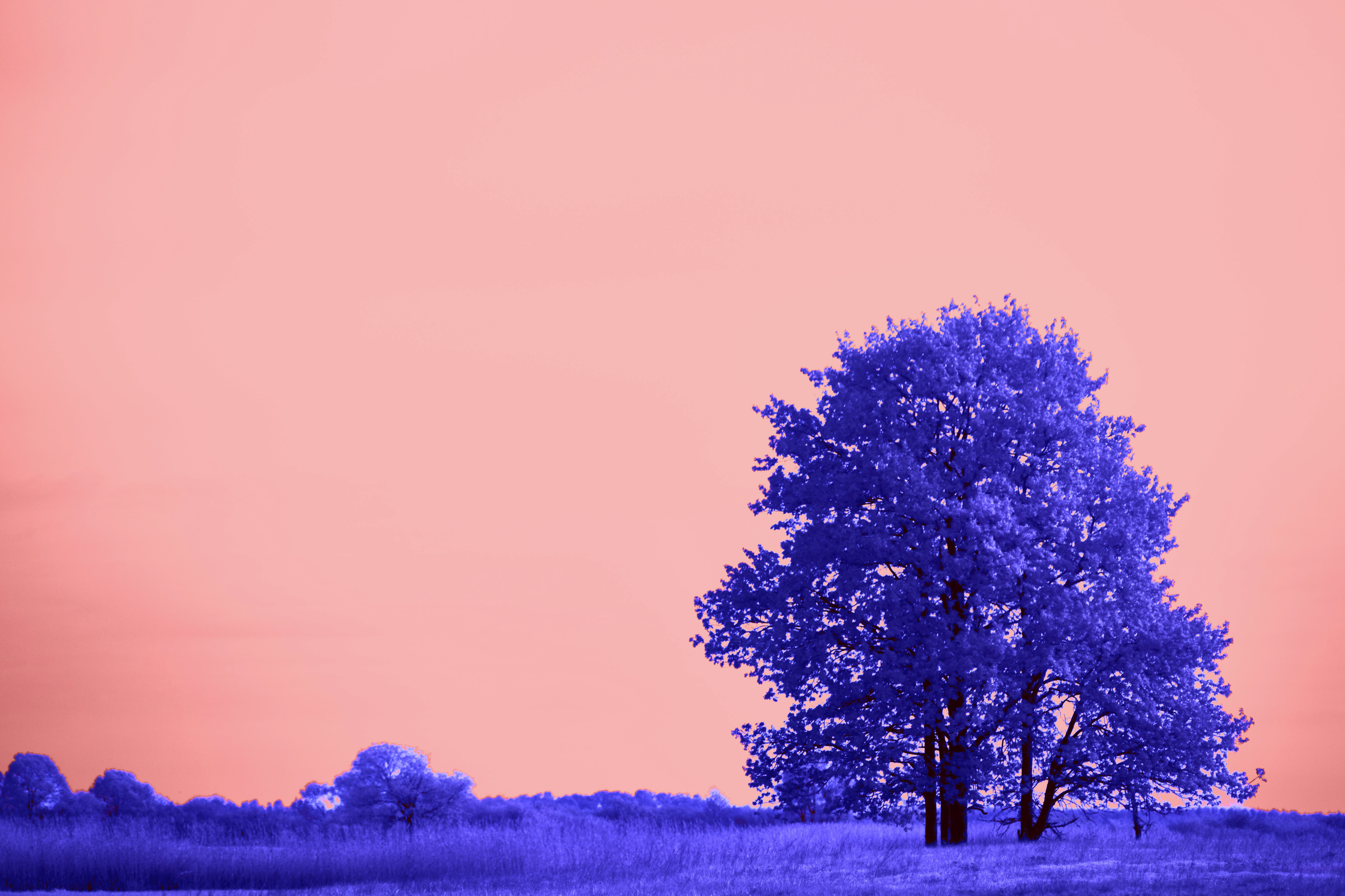 Photo by wolfgang_hasselmann