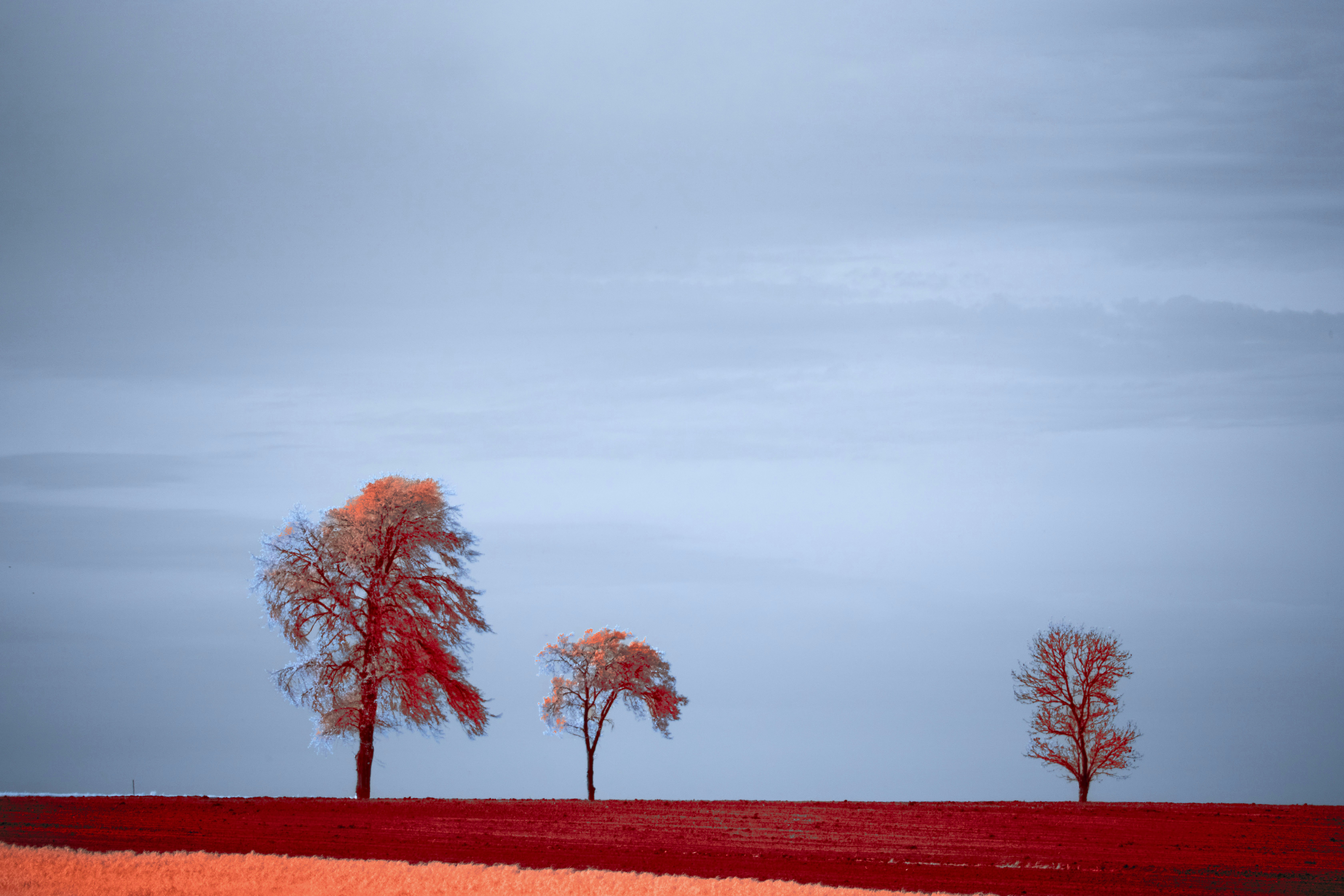 Photo by wolfgang_hasselmann