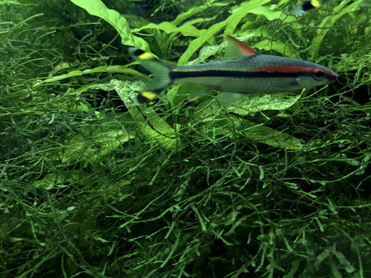 A close-up of a small, slightly out-of-focus blue fish with yellow and red highlights and black stripes swimming through an enclosure filled with very saturated green plant life.