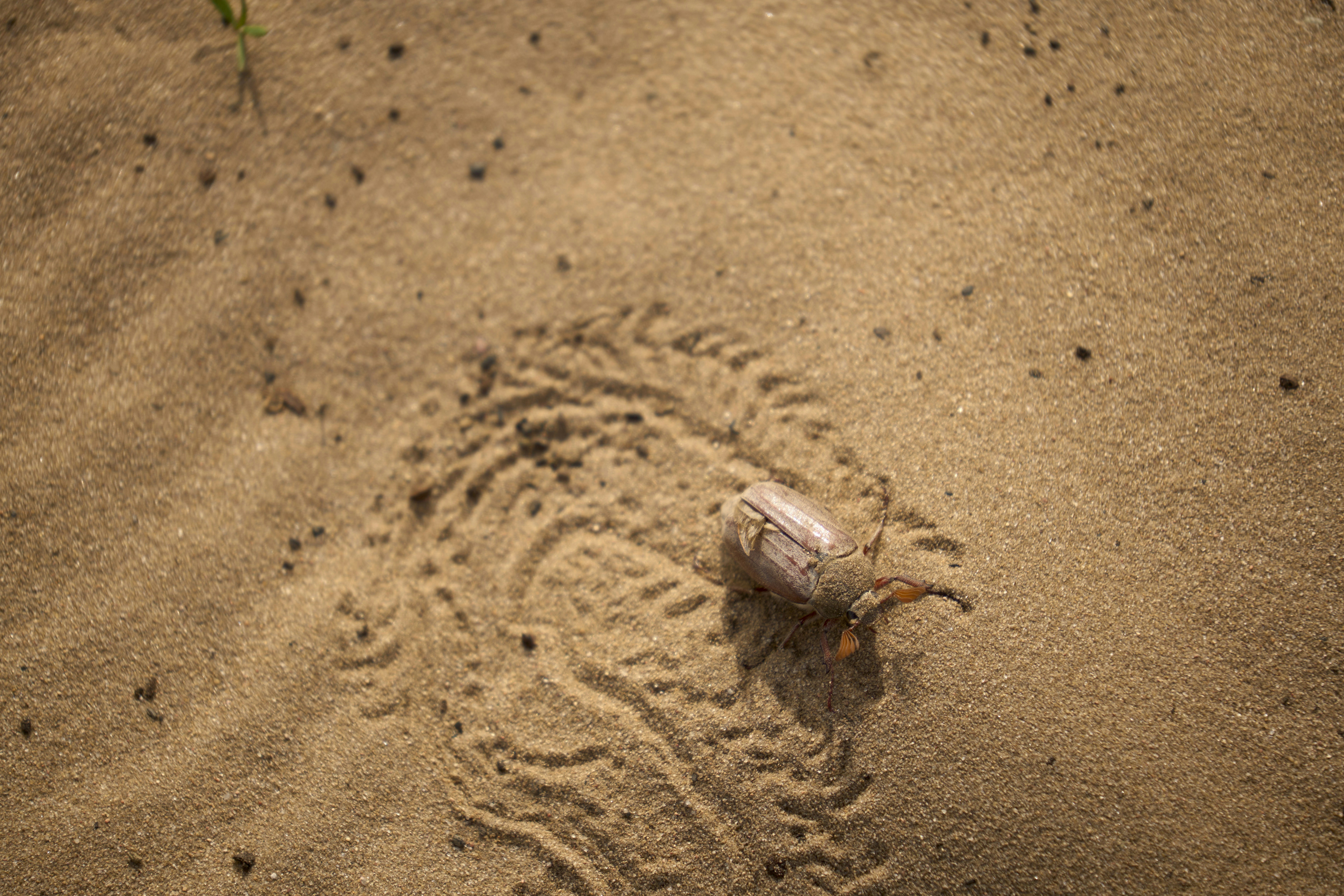 Photo by wolfgang_hasselmann