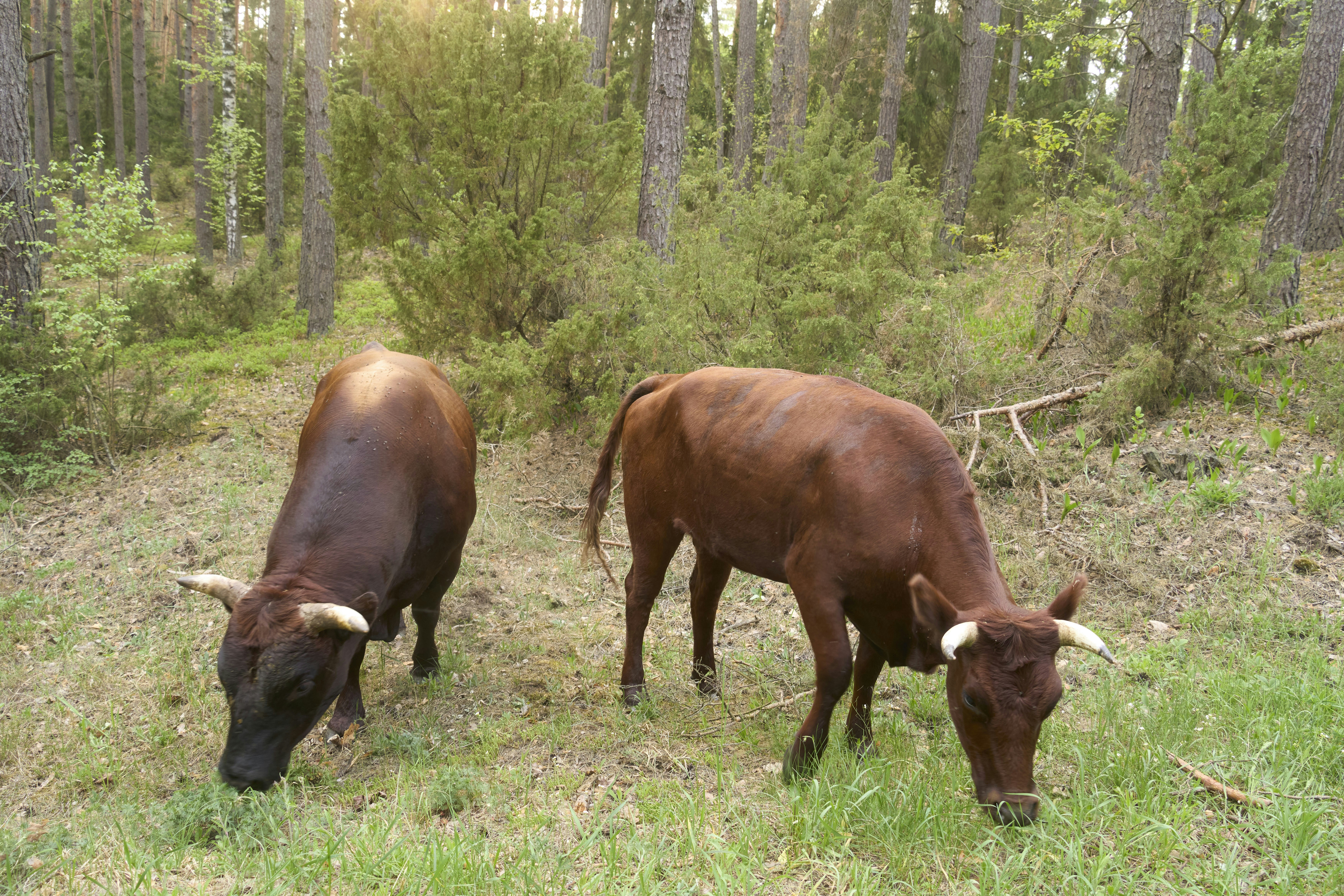 Photo by wolfgang_hasselmann