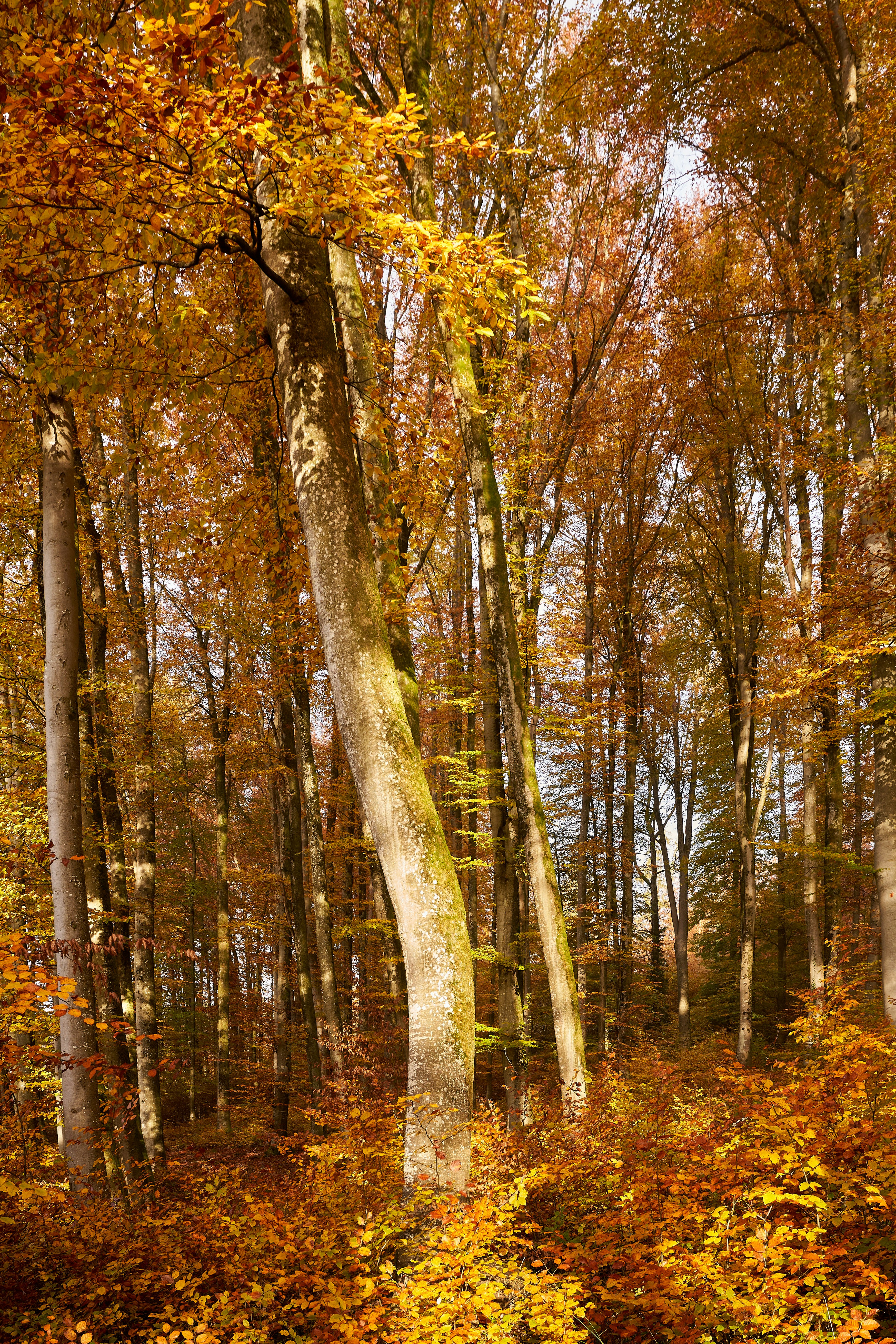 Photo by wolfgang_hasselmann