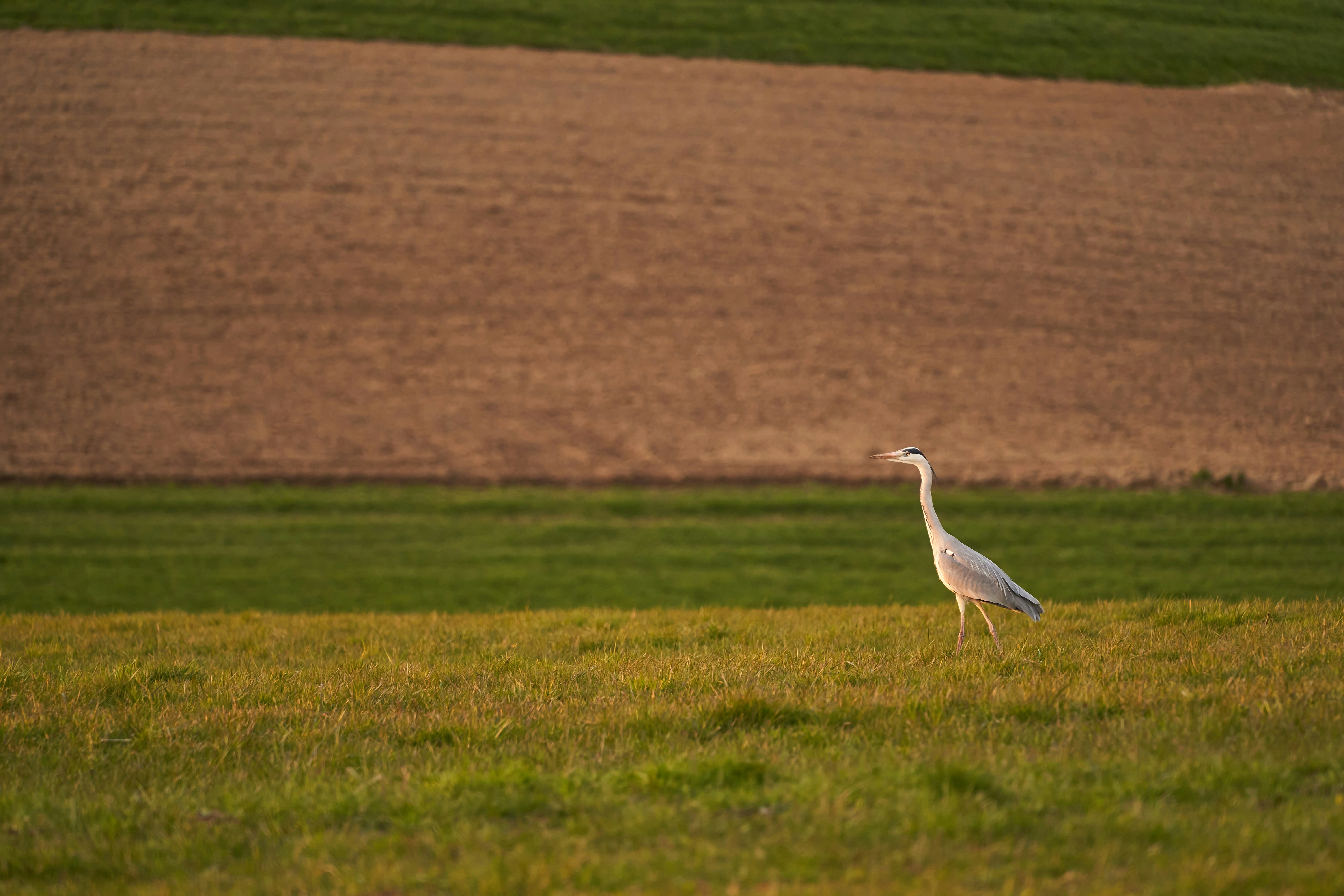 Photo by wolfgang_hasselmann