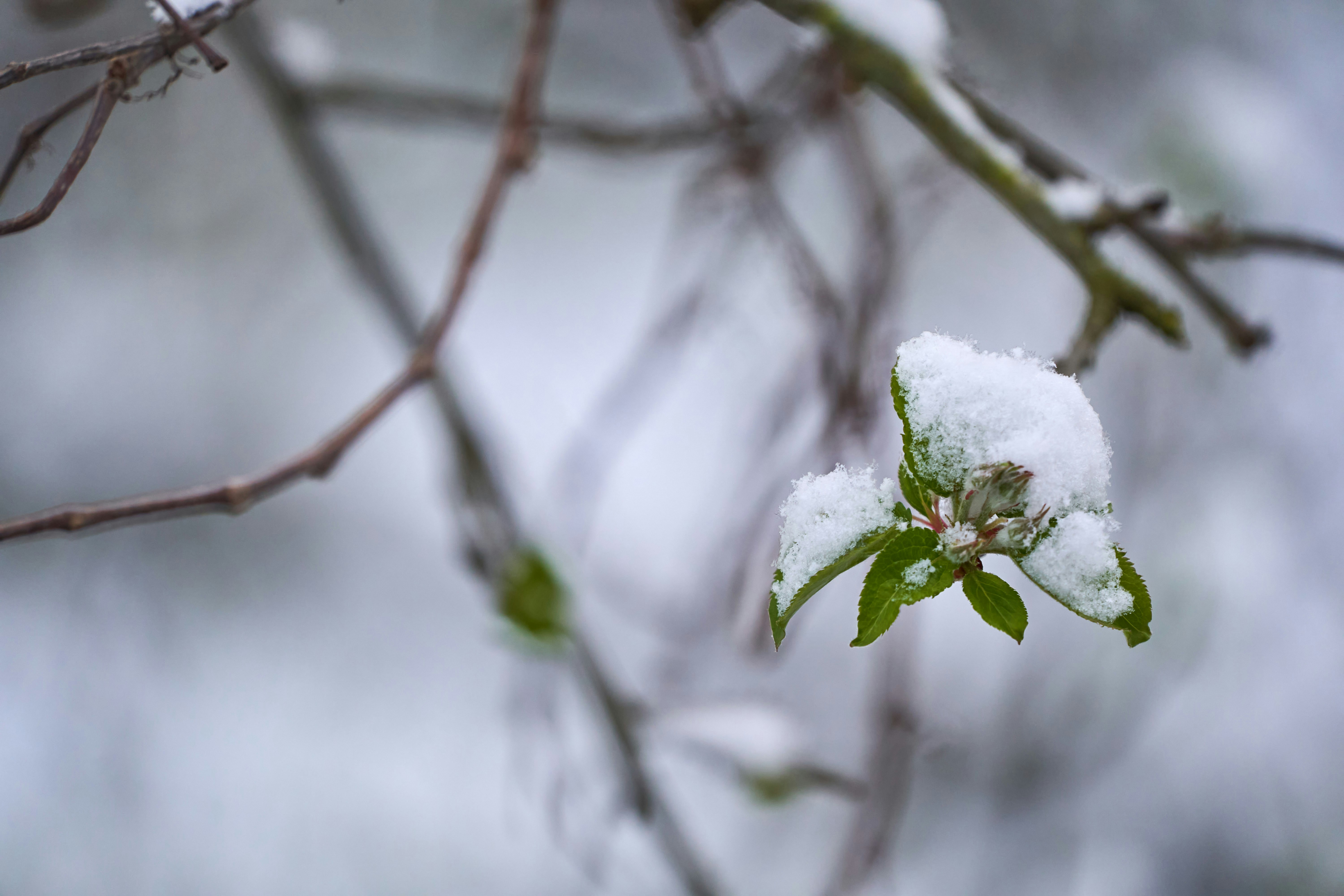 Photo by wolfgang_hasselmann