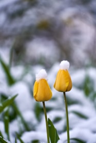 Yellow tulips wear snow caps in the garden.