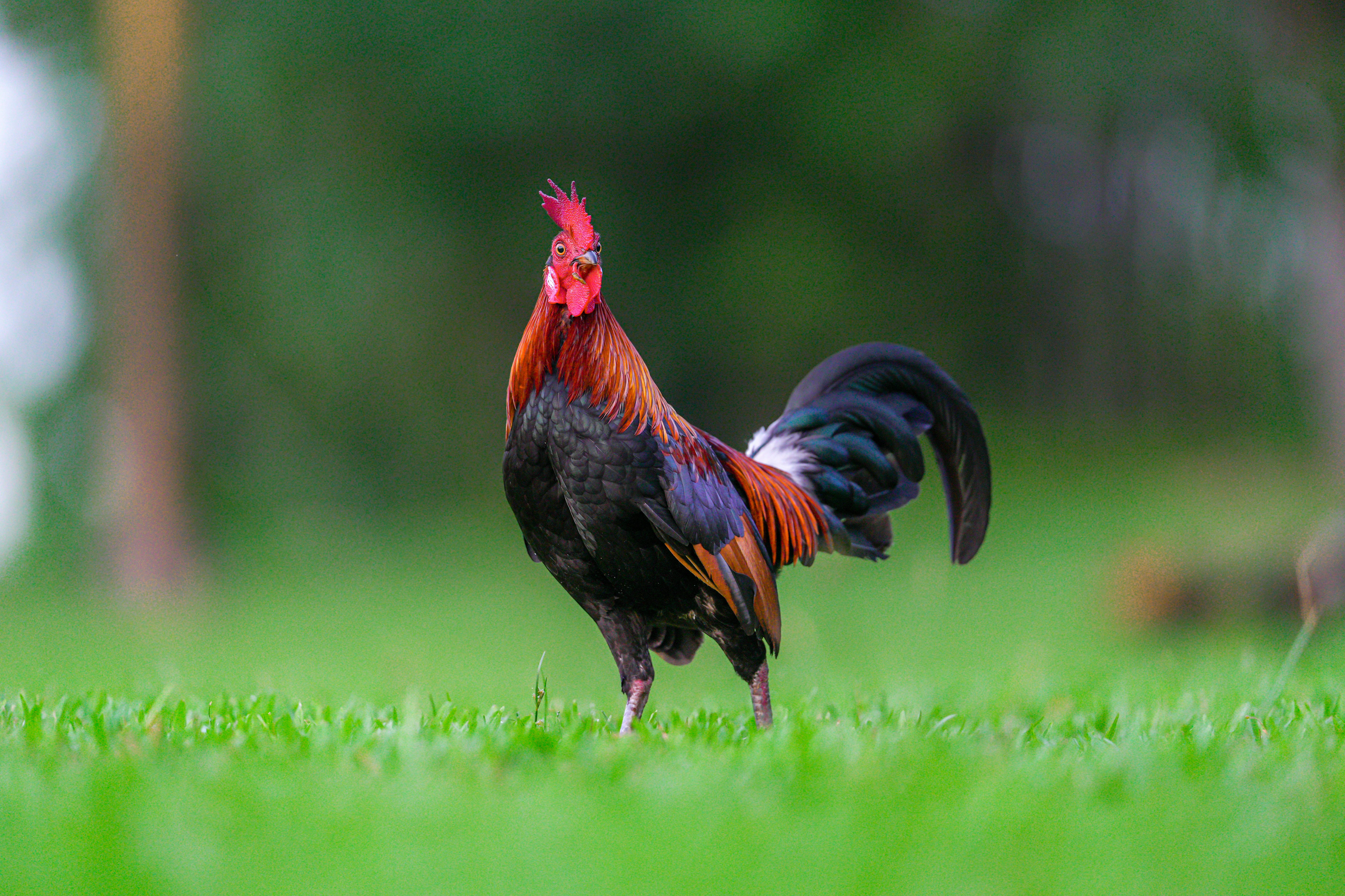 2026년 닭띠 신년운세 삼재 여부와 조심해야 할 달 확인법 이미지2