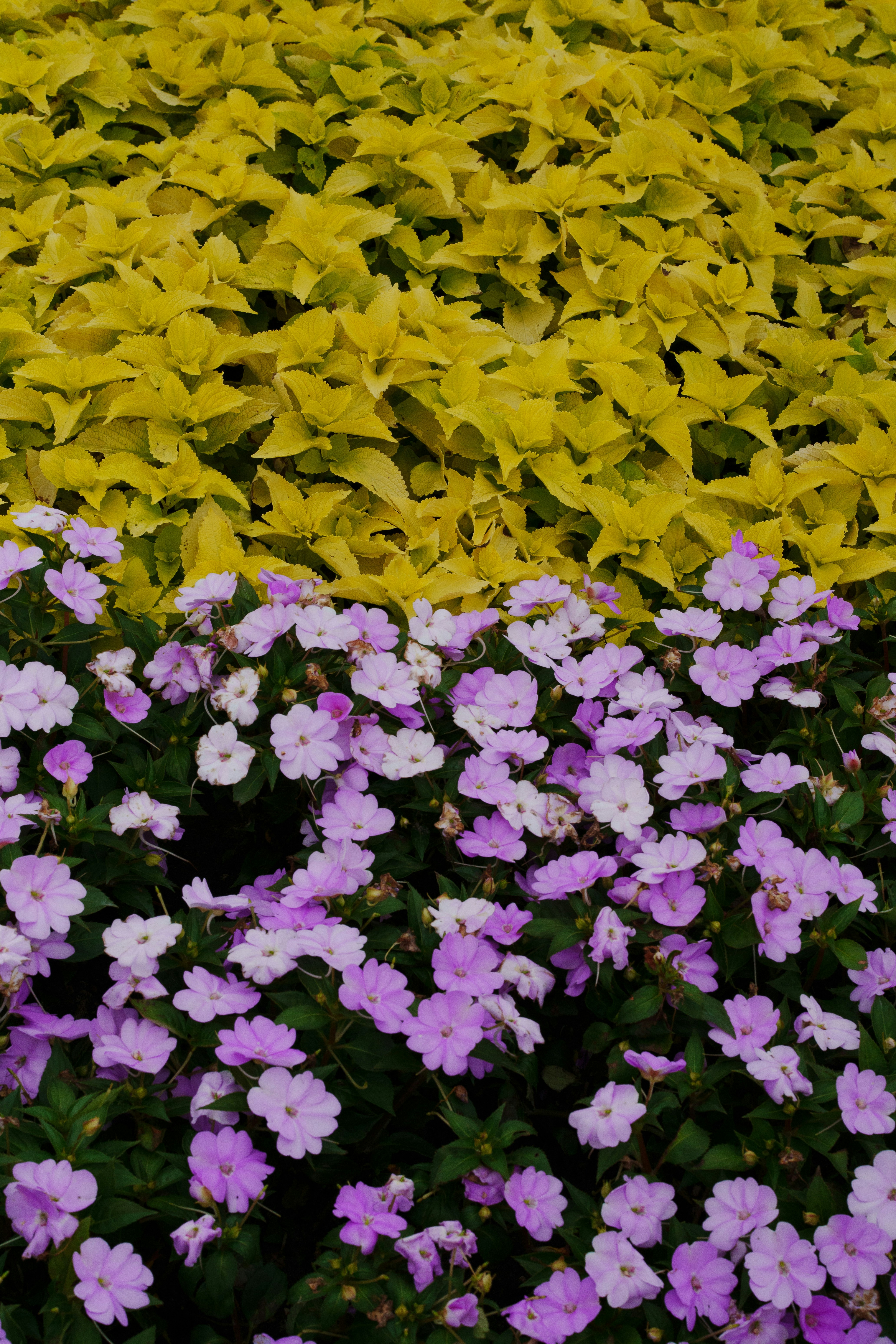 Photo by gerardo_chen