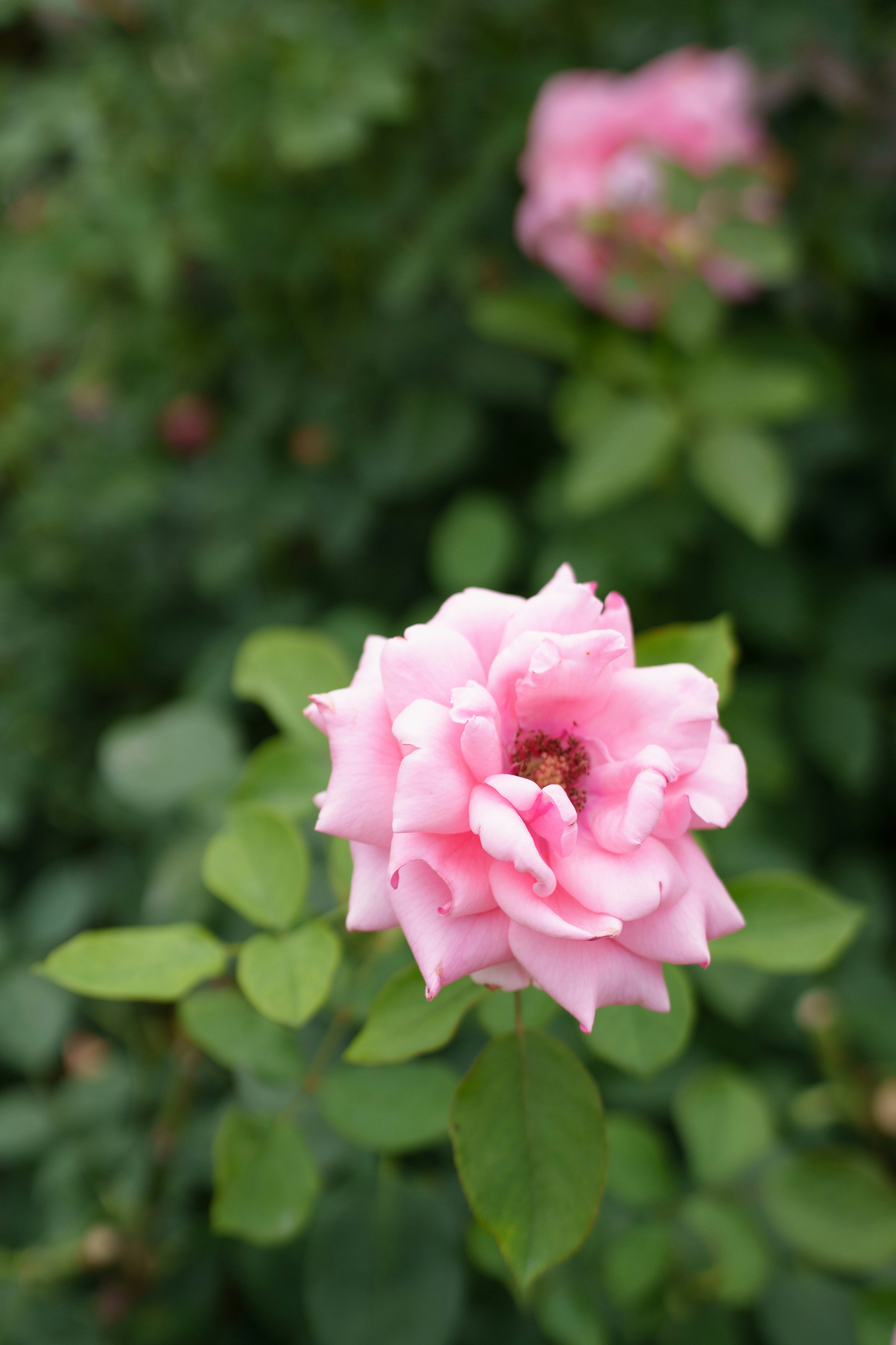 Photo by gerardo_chen