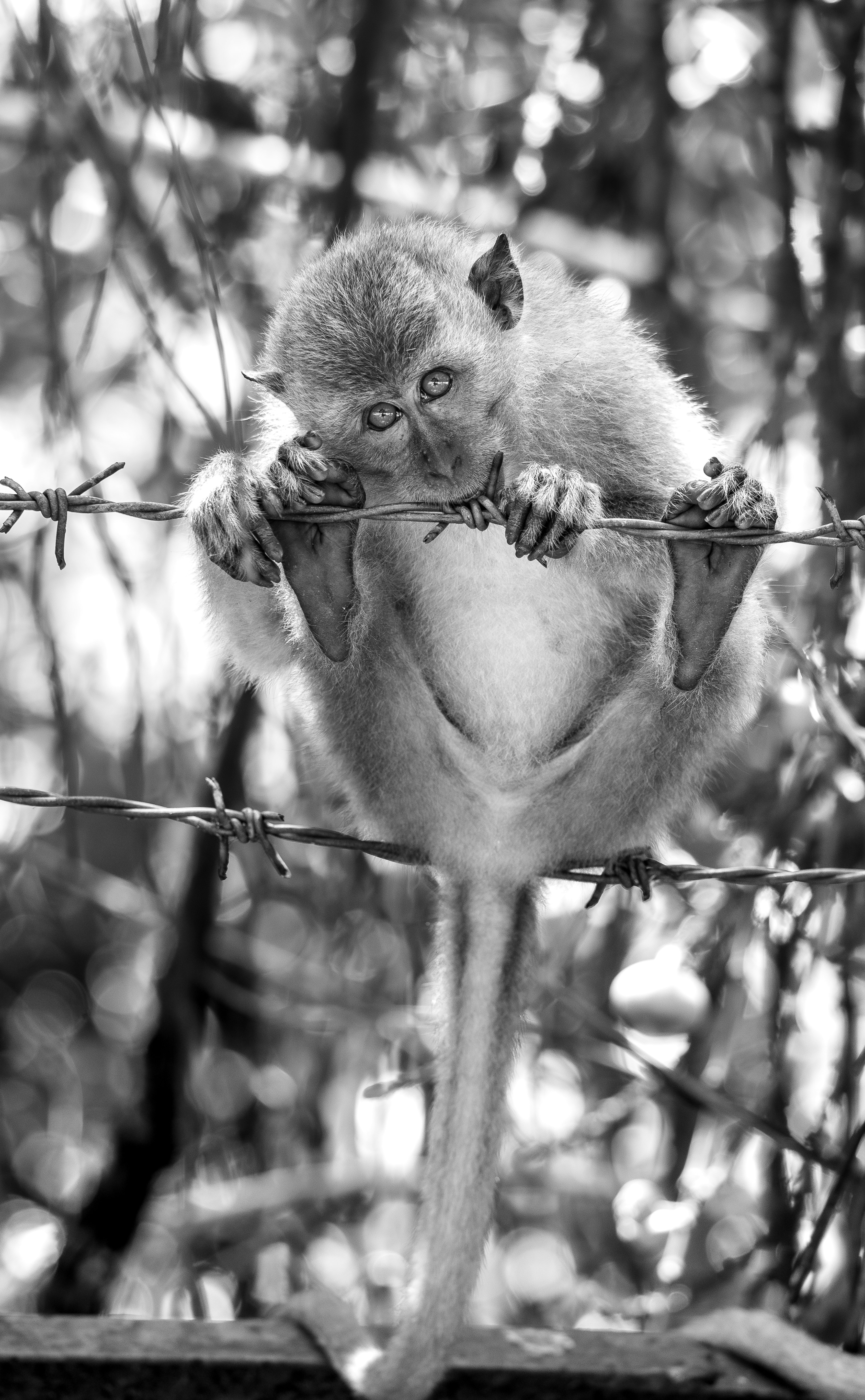 A monkey sits on a barbed wire fence.