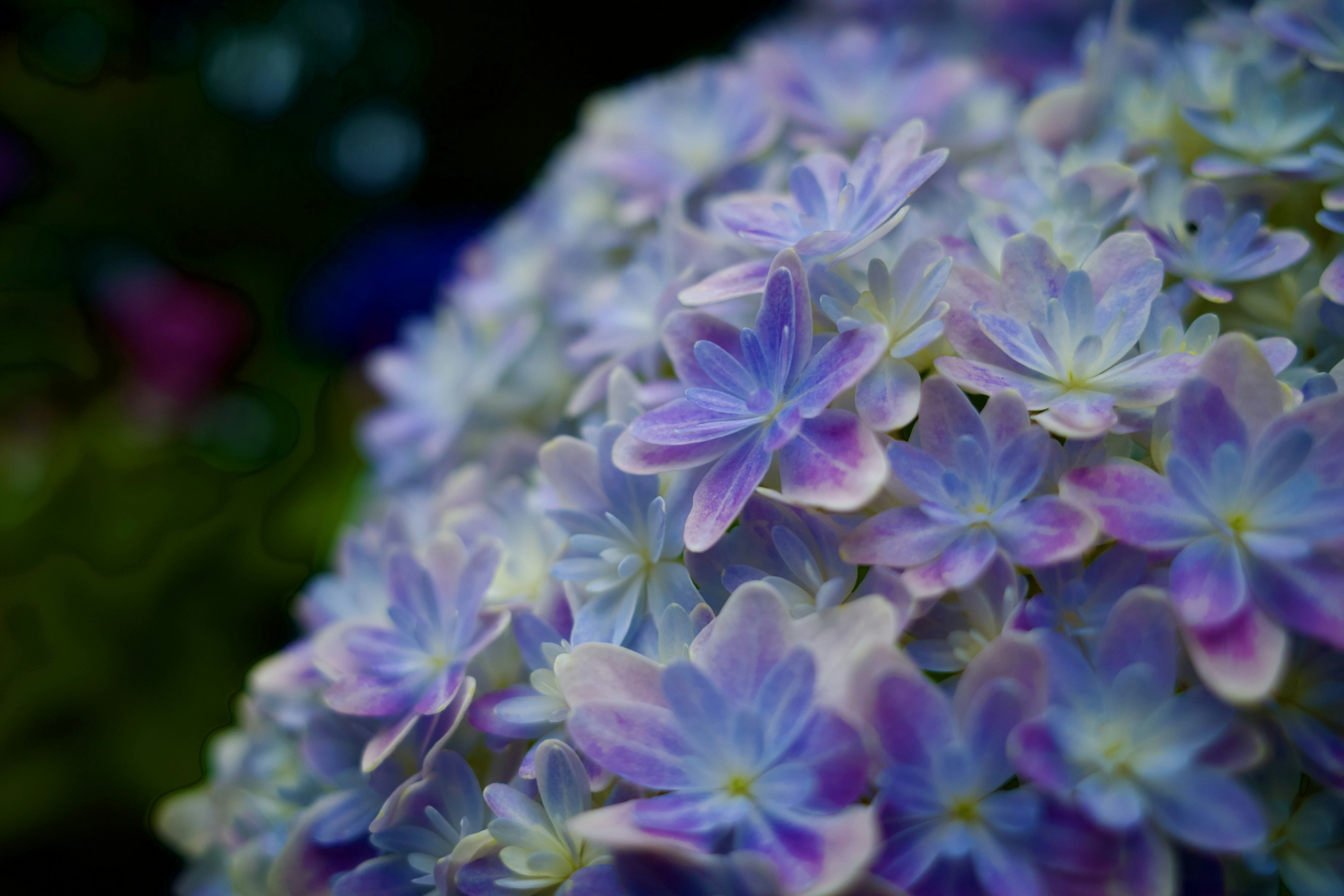 Insects and the Secret Patterns on Flowers (image credits: unsplash)