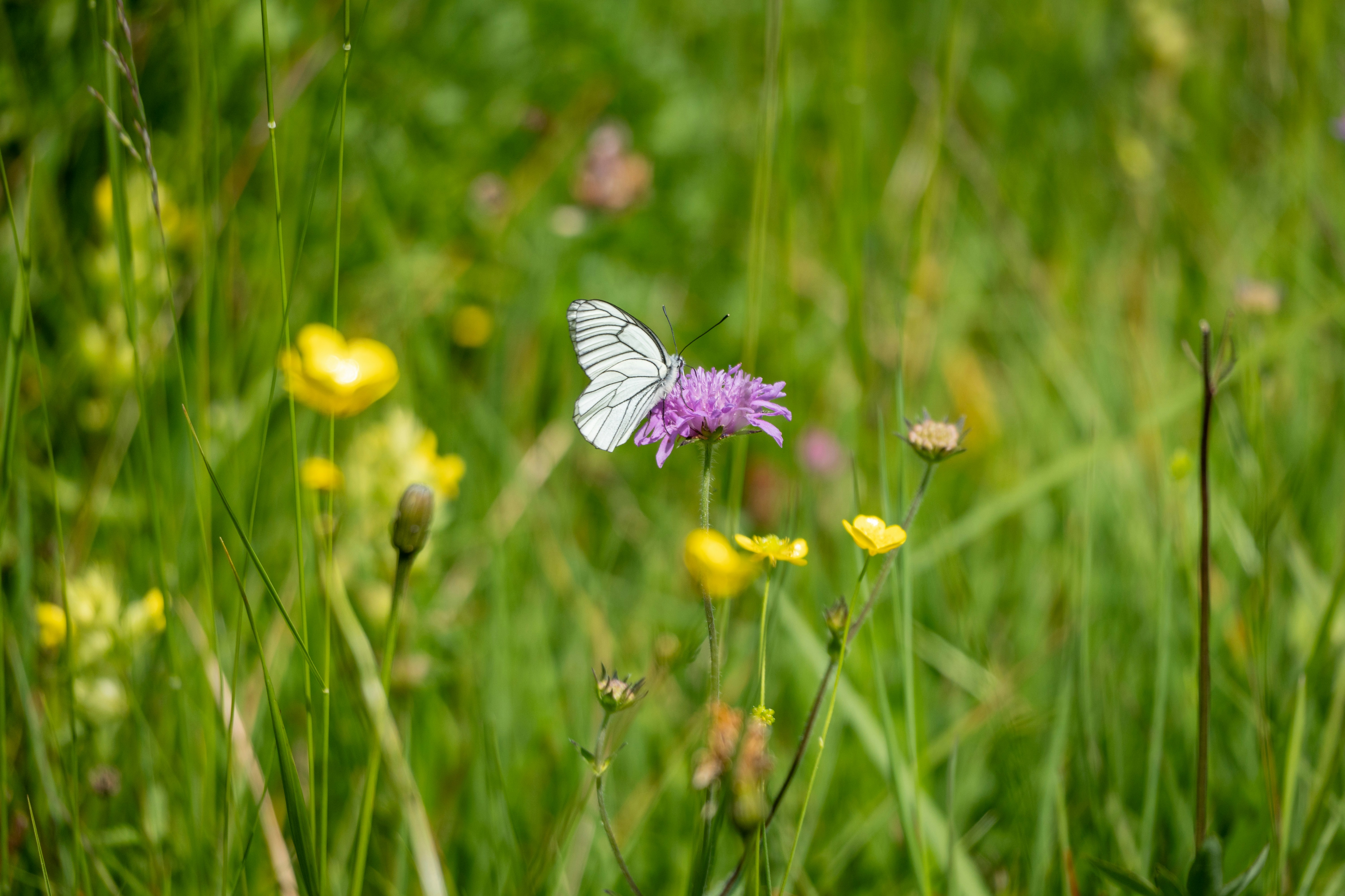 The Invisible Highways of Pollination (image credits: unsplash)