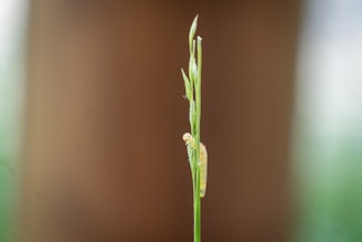 A caterpillar climbs up a green plant.
