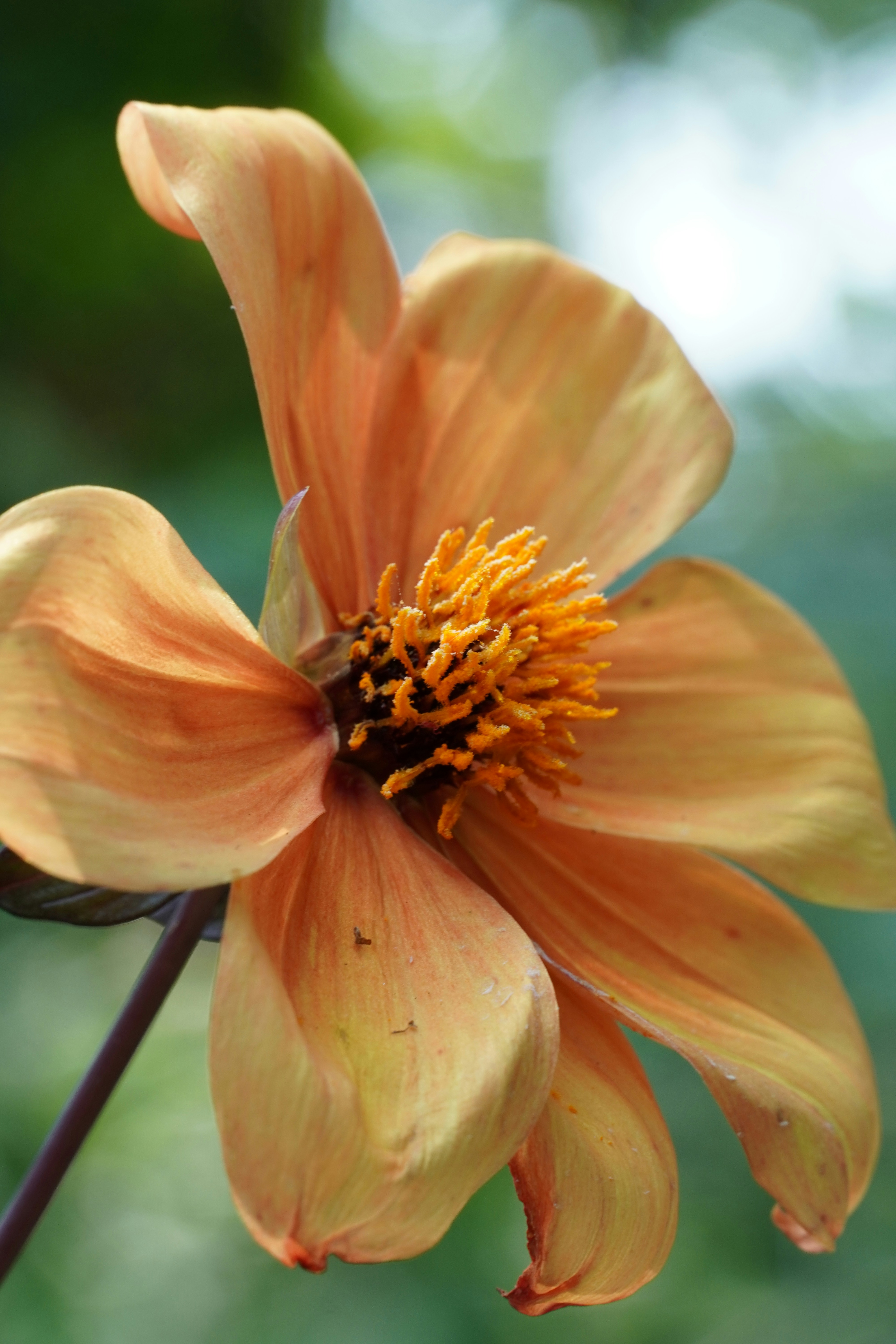 A delicate peach-colored flower blooms in sunlight.