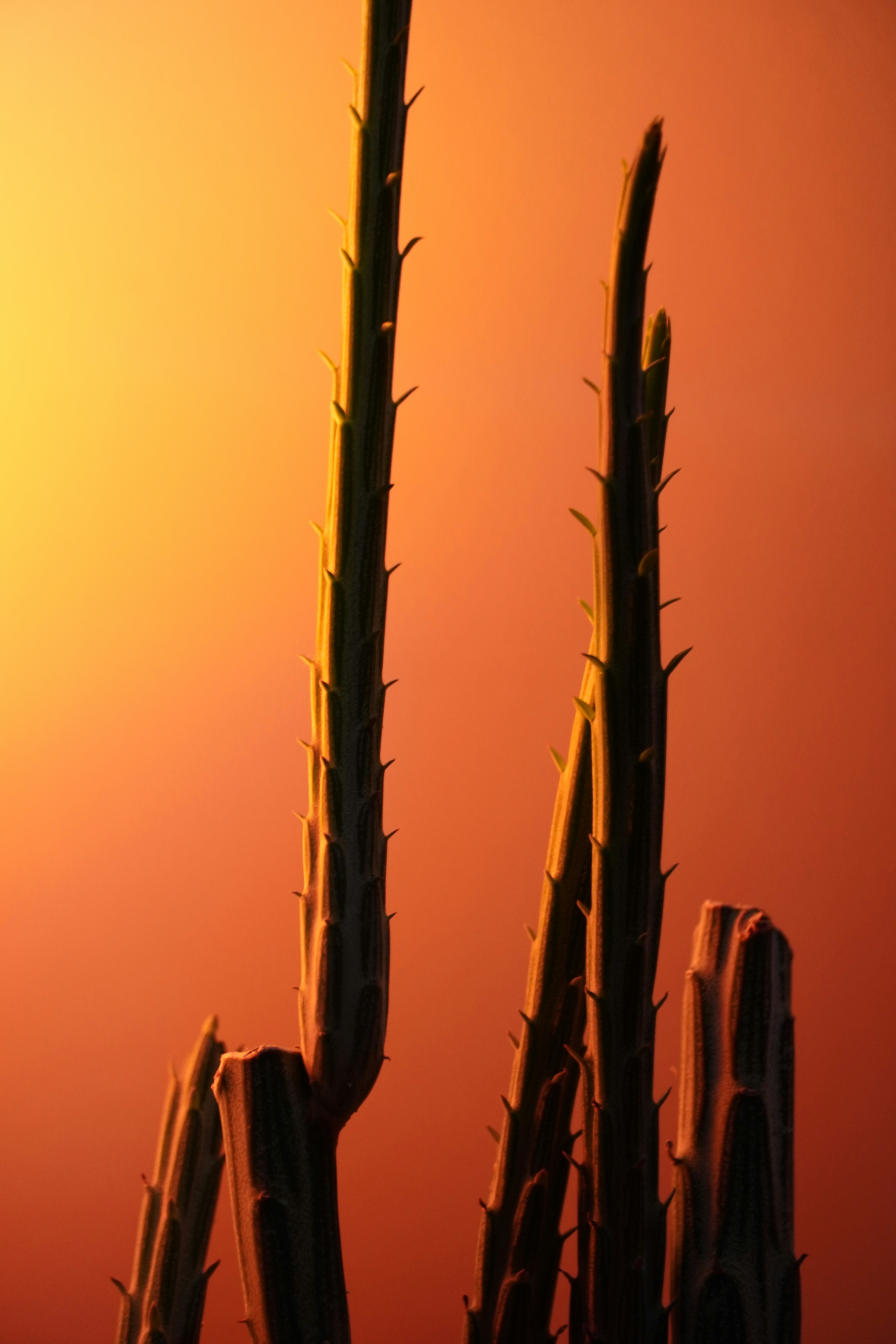 Cactus silhouetted against an orange and yellow sunset.